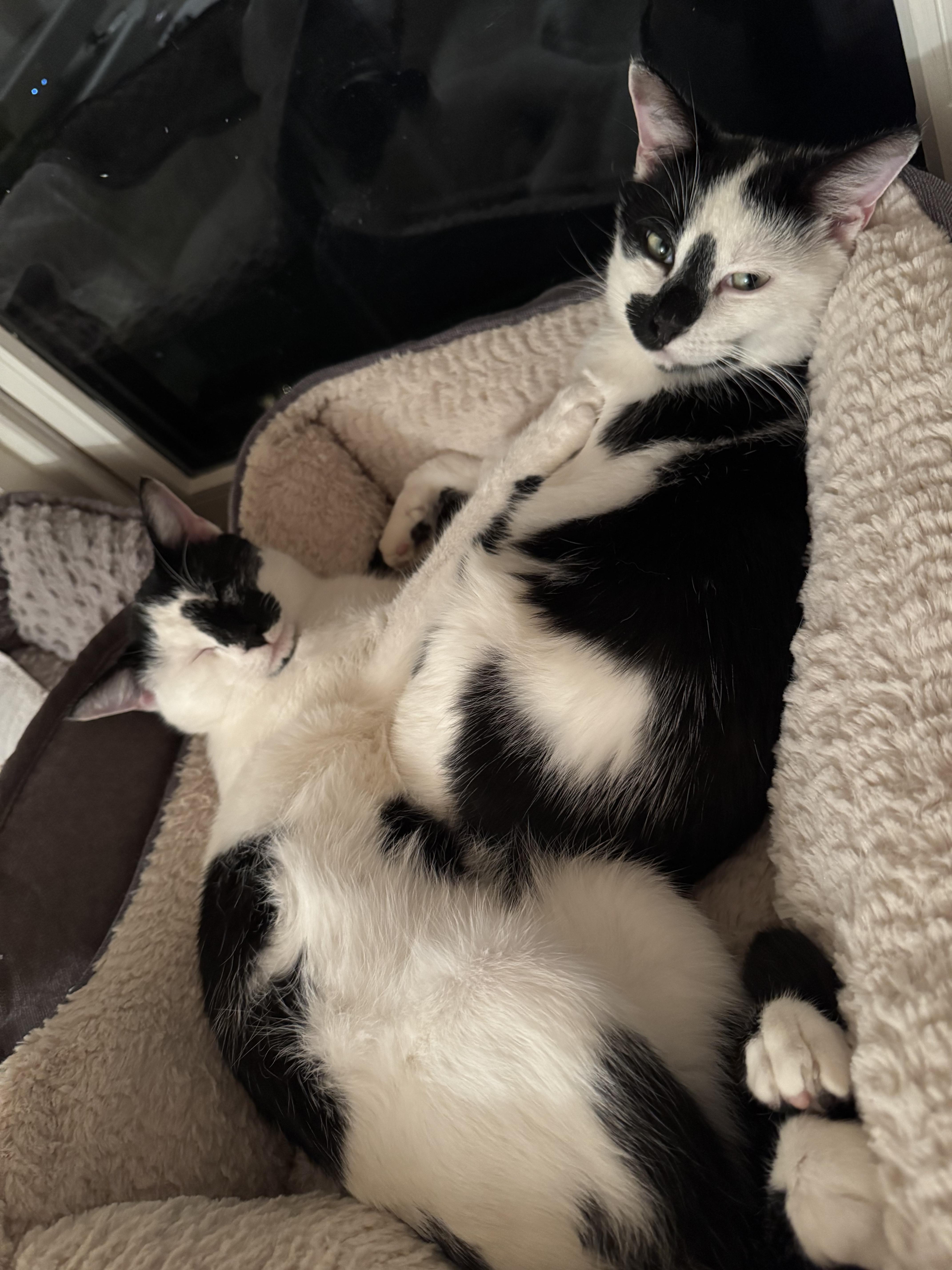 Chip and Dale, a Adoptable Domestic Short Hair in Melrose, MA image 4/6