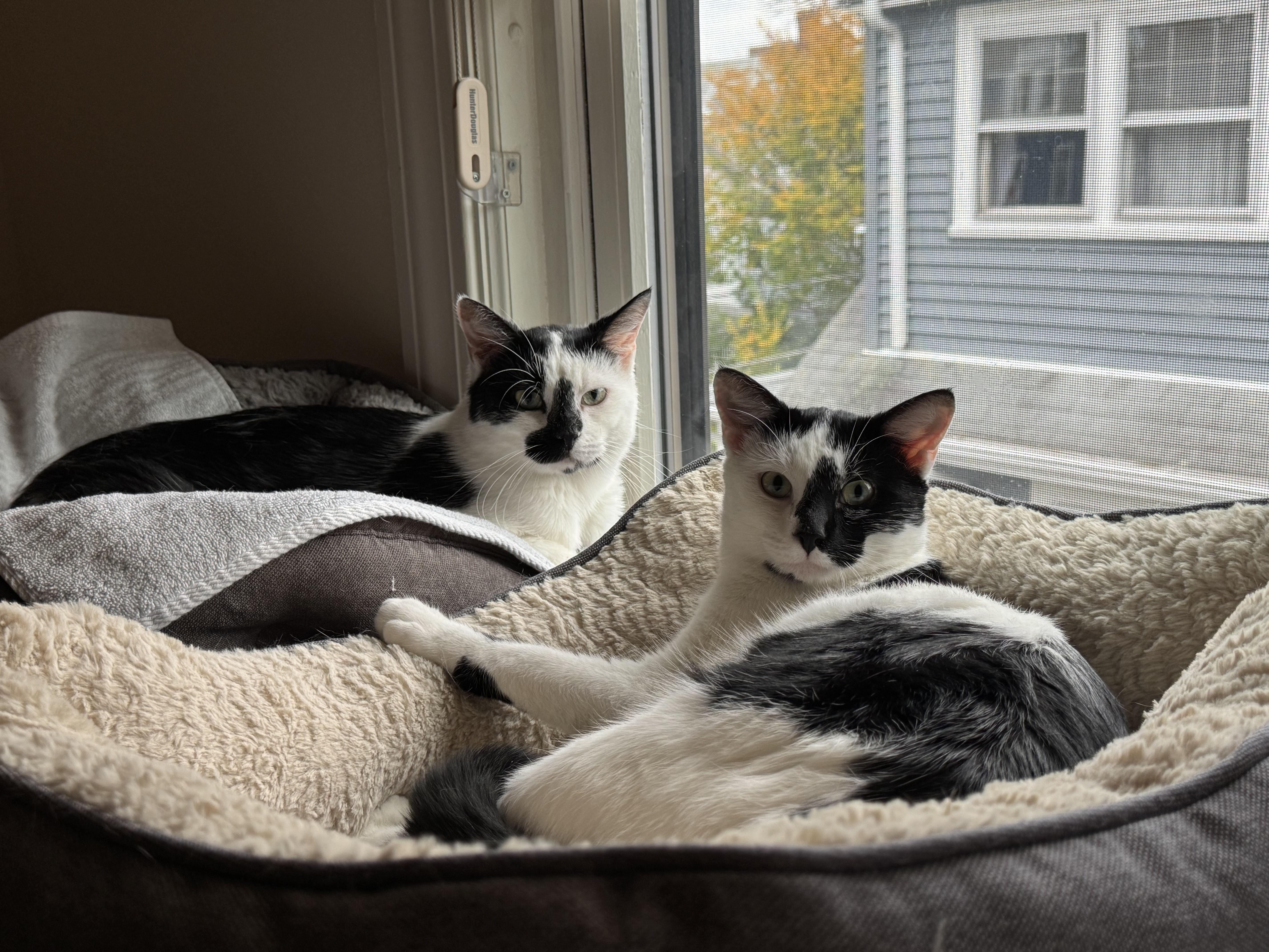 Chip and Dale, a Adoptable Domestic Short Hair in Melrose, MA image 1/6
