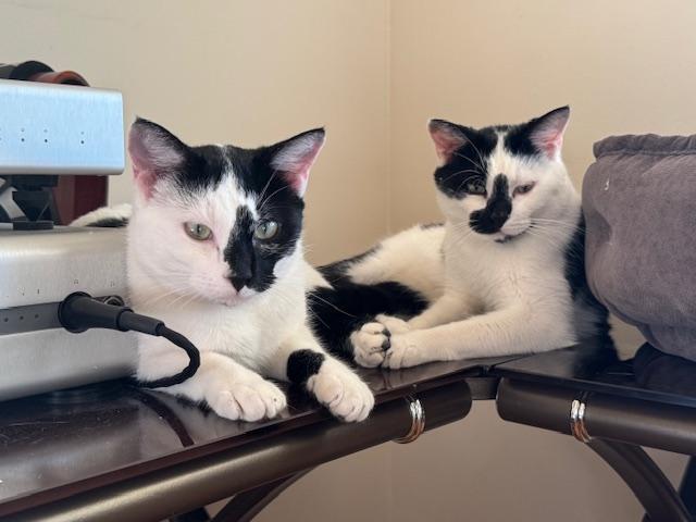 Chip and Dale, a Adoptable Domestic Short Hair in Melrose, MA image 2/6