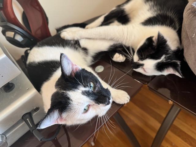 Chip and Dale, a Adoptable Domestic Short Hair in Melrose, MA image 3/6