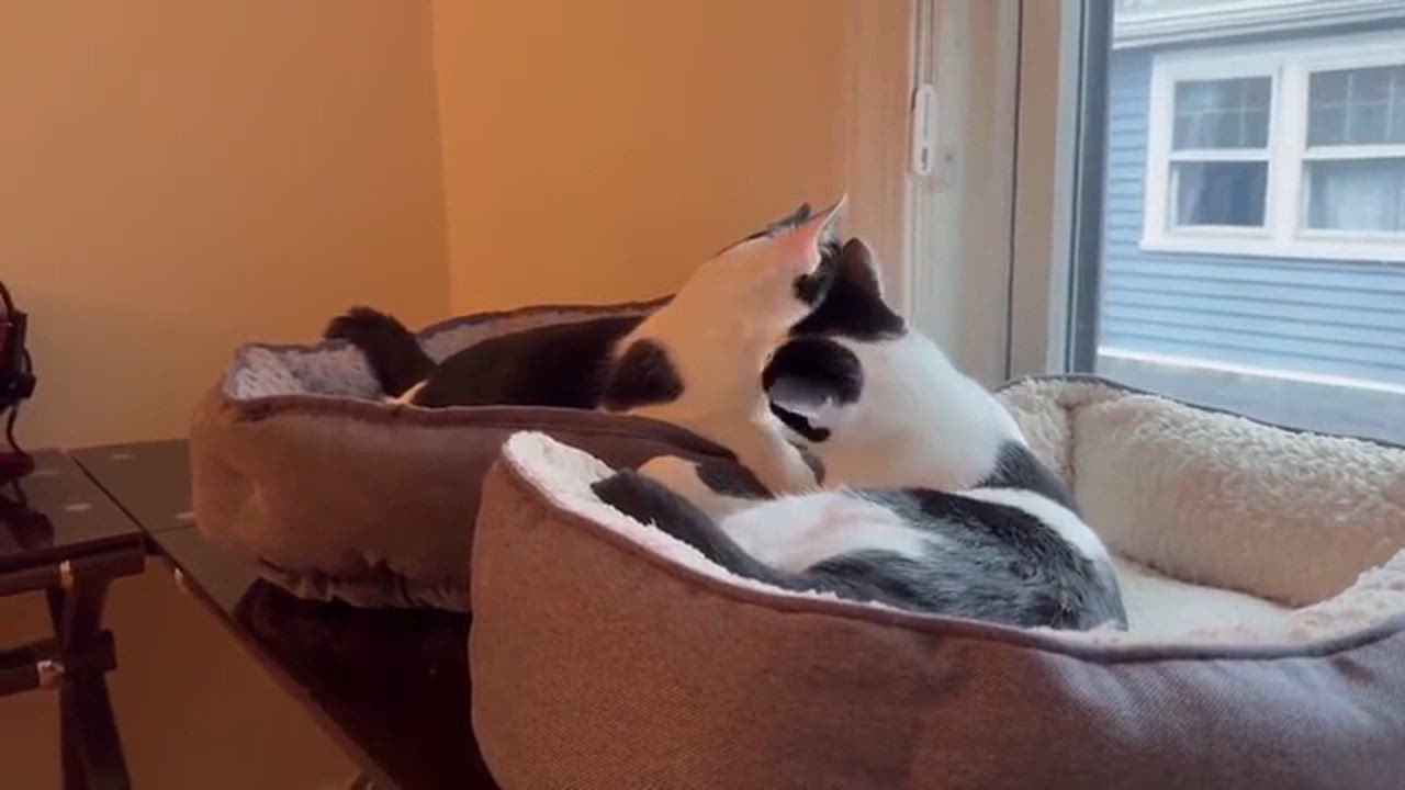 Enlarge Chip and Dale, a Adoptable Domestic Short Hair in Melrose, MA video 6/6