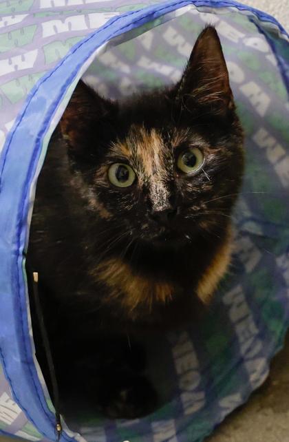 Jenni, Adoptable, Young Female Domestic Short Hair & Domestic Short Hair.