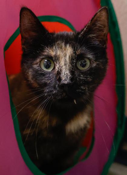 Jenni, a Adoptable mixed breed in Baraboo, WI image 2/3