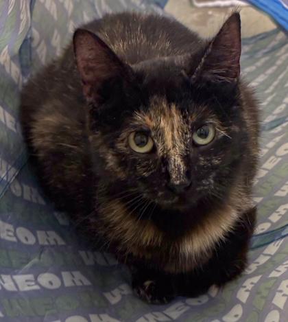 Jenni, a Adoptable mixed breed in Baraboo, WI image 3/3