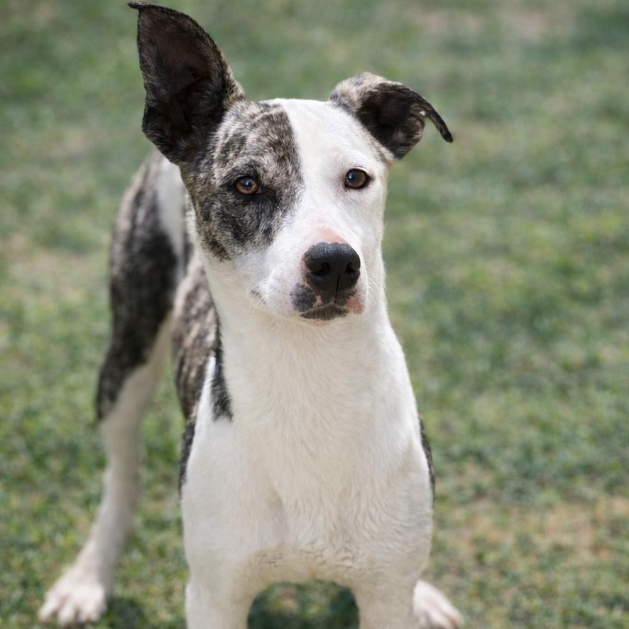 Honda , ADOPTABLE, Adult Male Terrier.