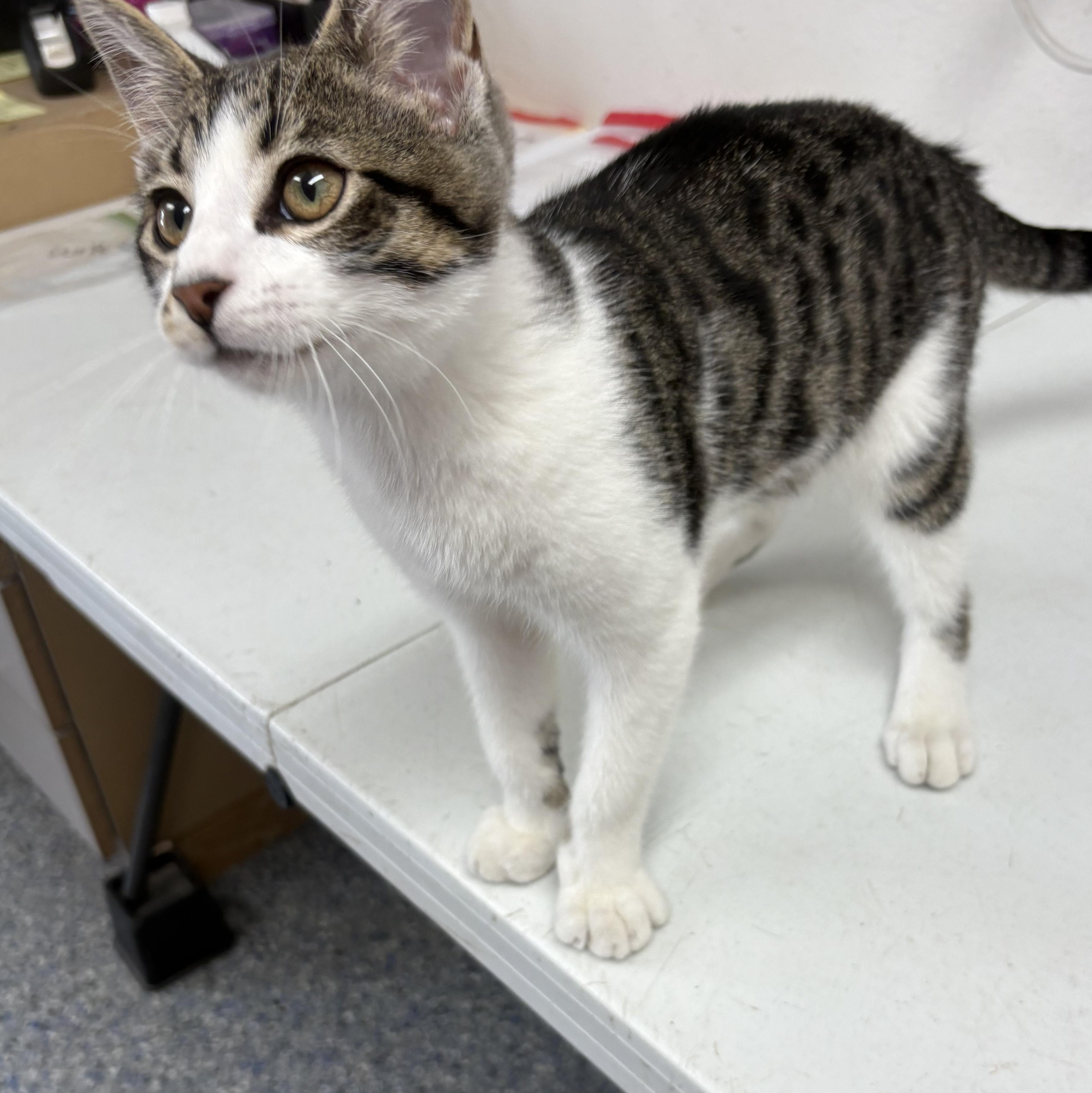 Enlarge Carl Dean, a Adoptable mixed breed in Charles City, IA image 5/6