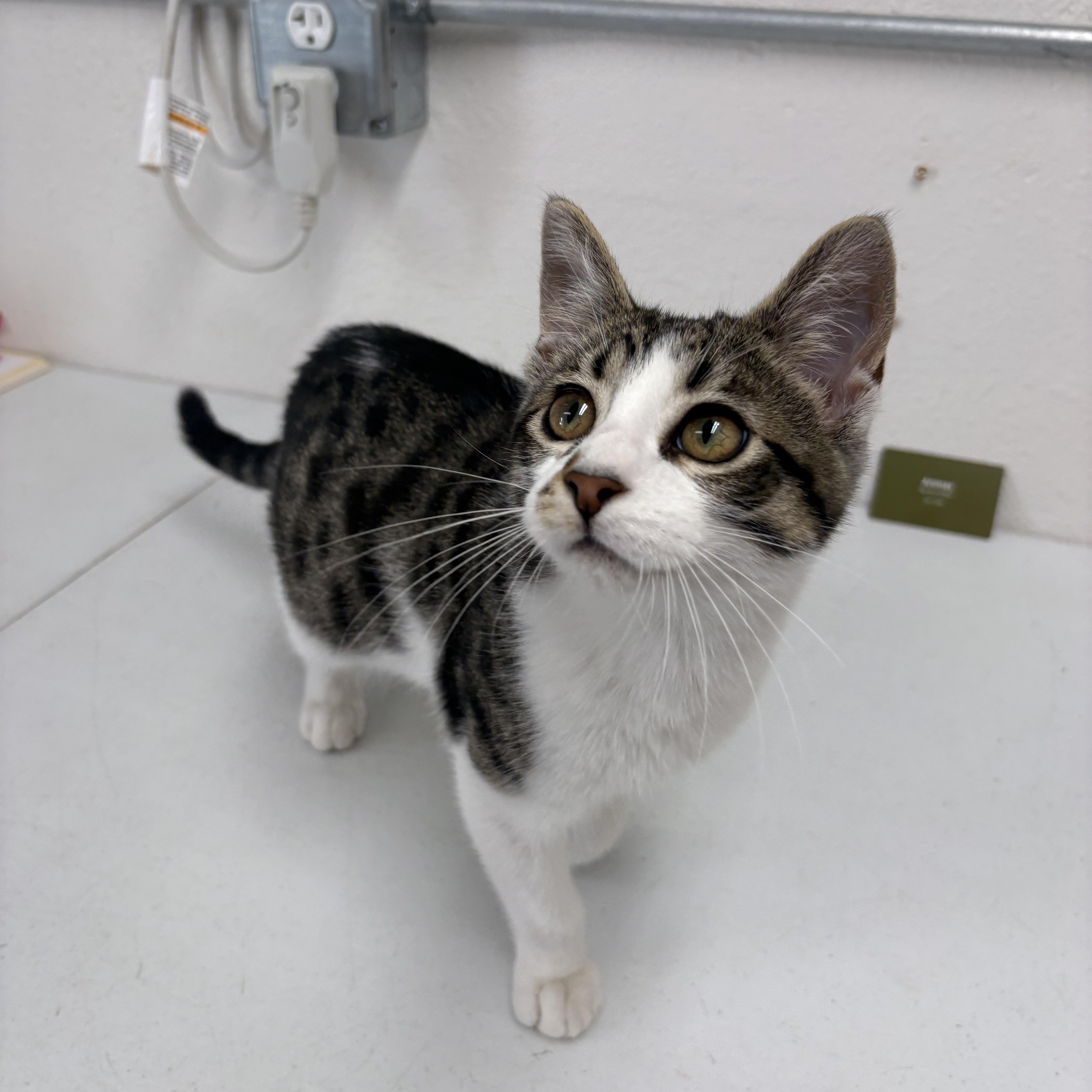 Enlarge Carl Dean, a Adoptable mixed breed in Charles City, IA image 3/6