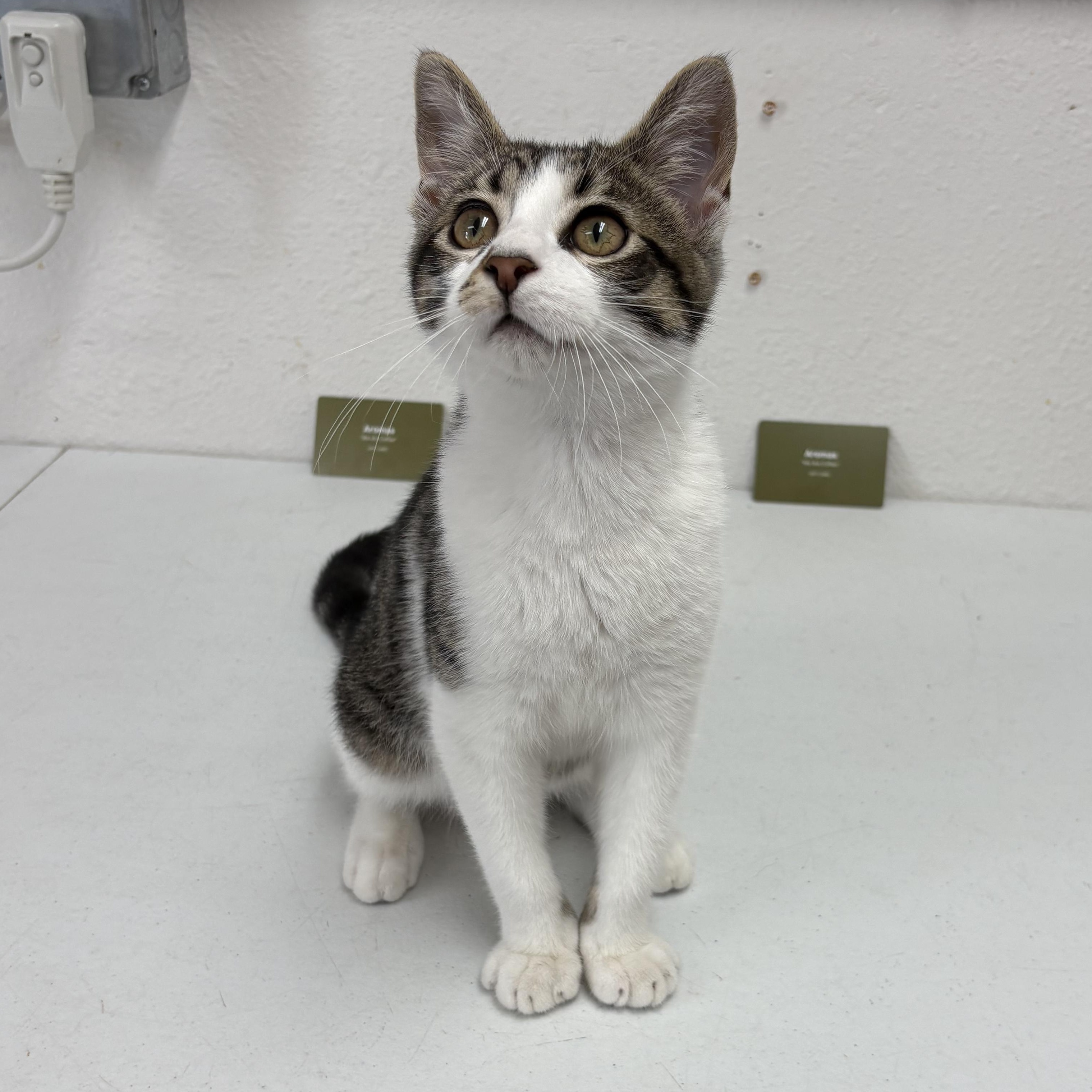 Enlarge Carl Dean, a Adoptable mixed breed in Charles City, IA image 4/6