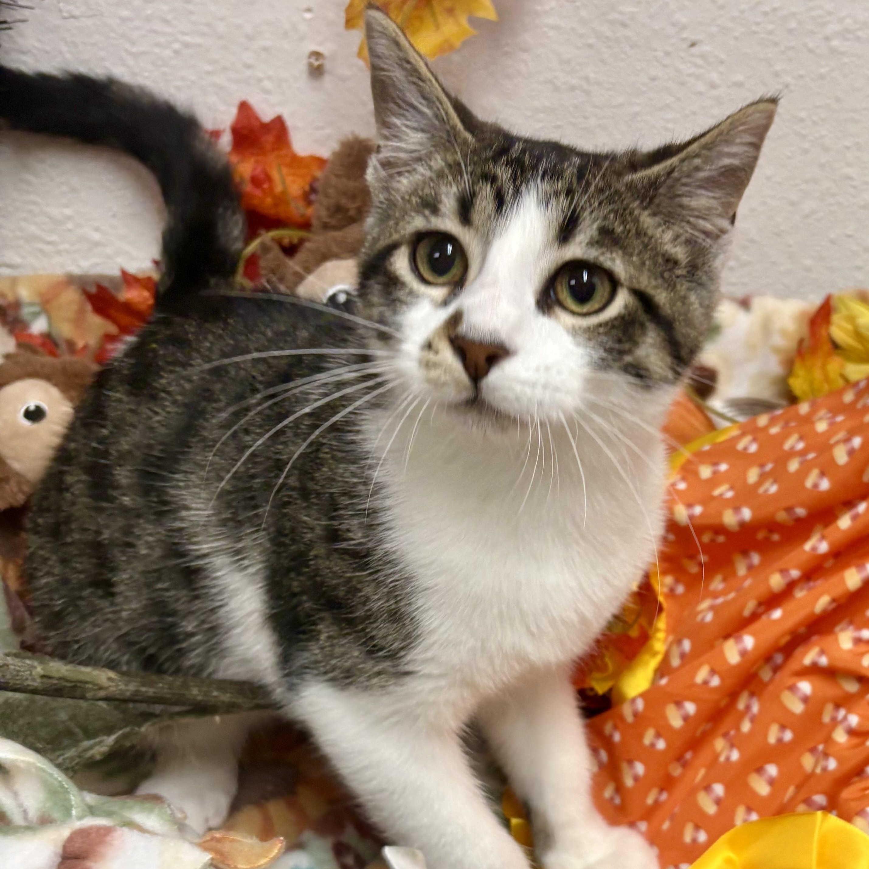 Enlarge Carl Dean, a Adoptable mixed breed in Charles City, IA image 1/6
