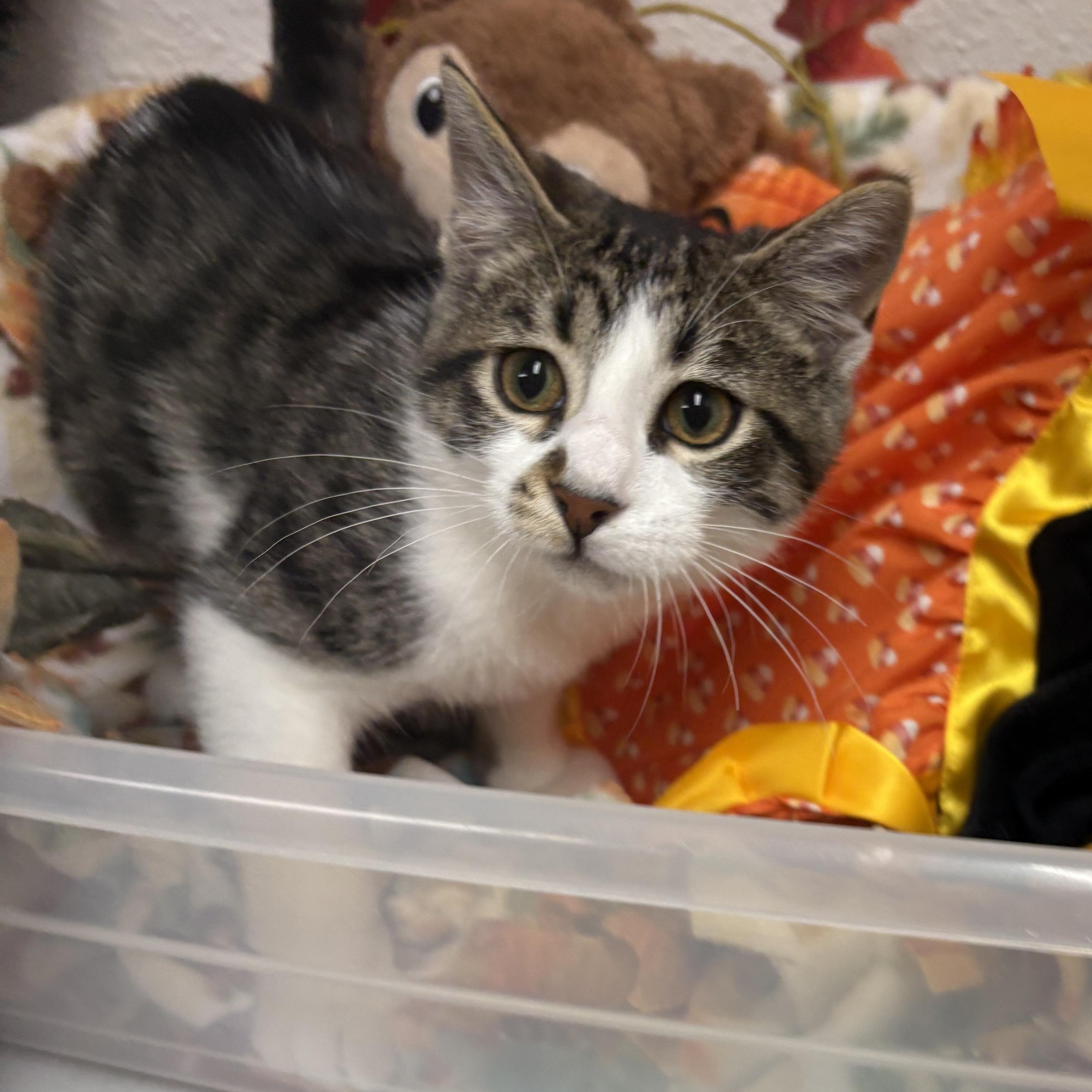 Enlarge Carl Dean, a Adoptable mixed breed in Charles City, IA image 2/6