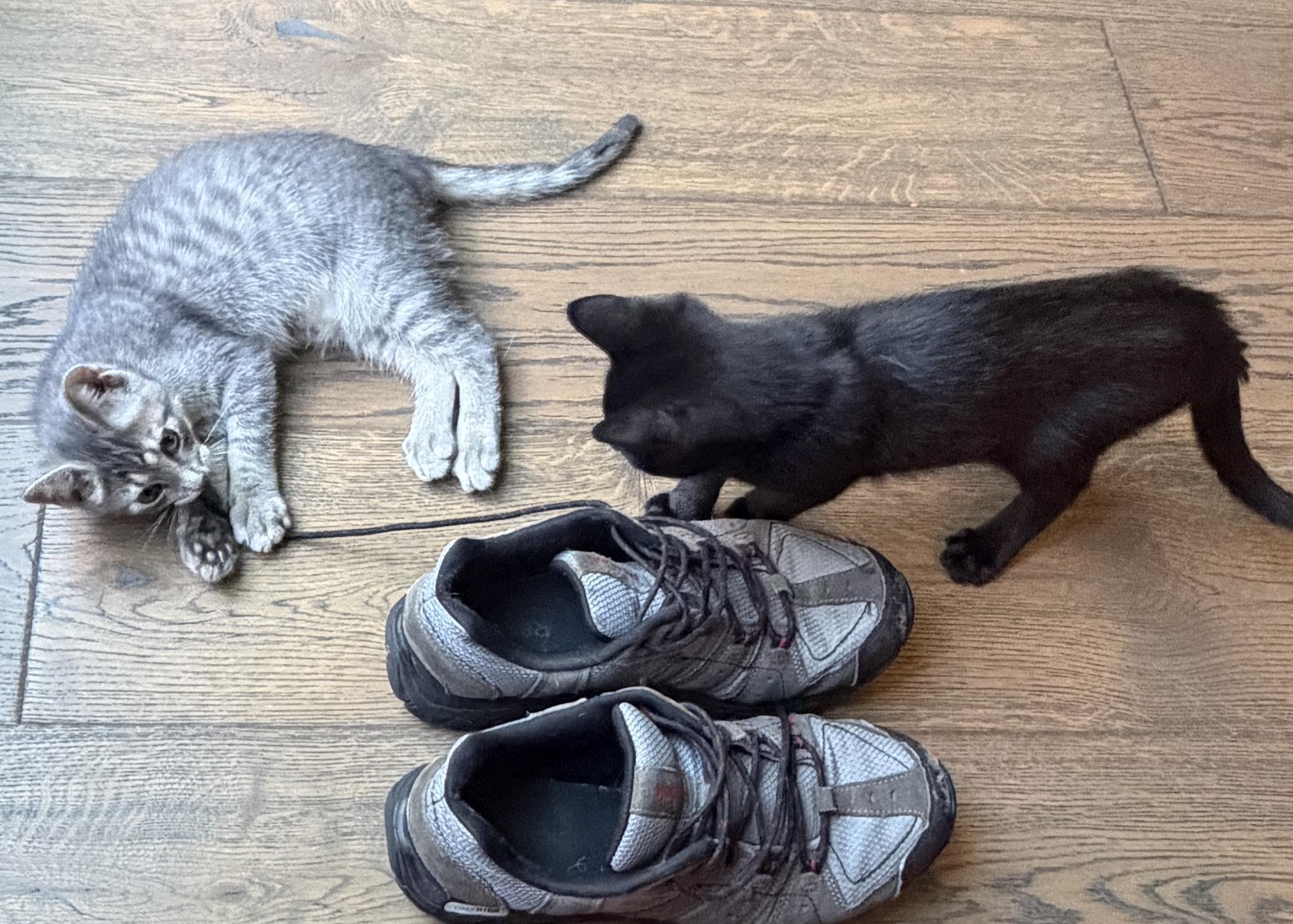 Sebastian and Brando, an adopted Domestic Short Hair in Renton, WA image 5/5