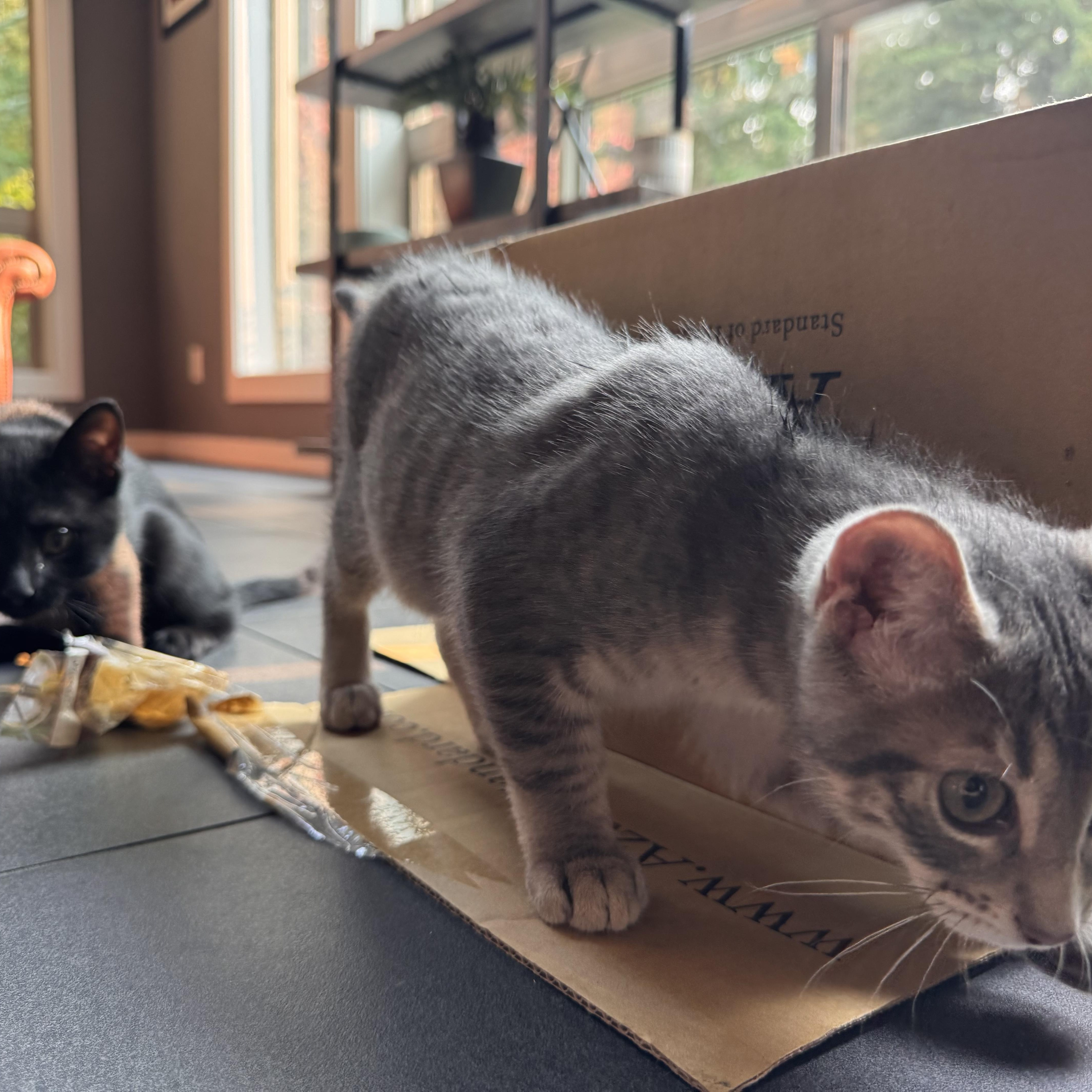 Sebastian and Brando, an adopted Domestic Short Hair in Renton, WA image 3/5