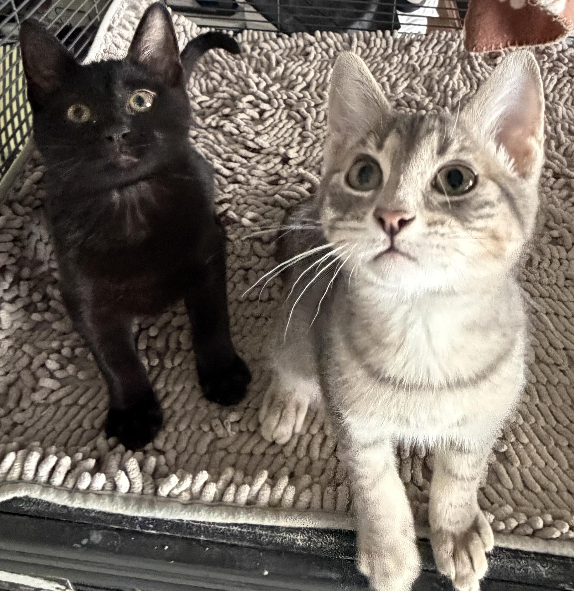 Sebastian and Brando, adopted, Kitten Male Domestic Short Hair.