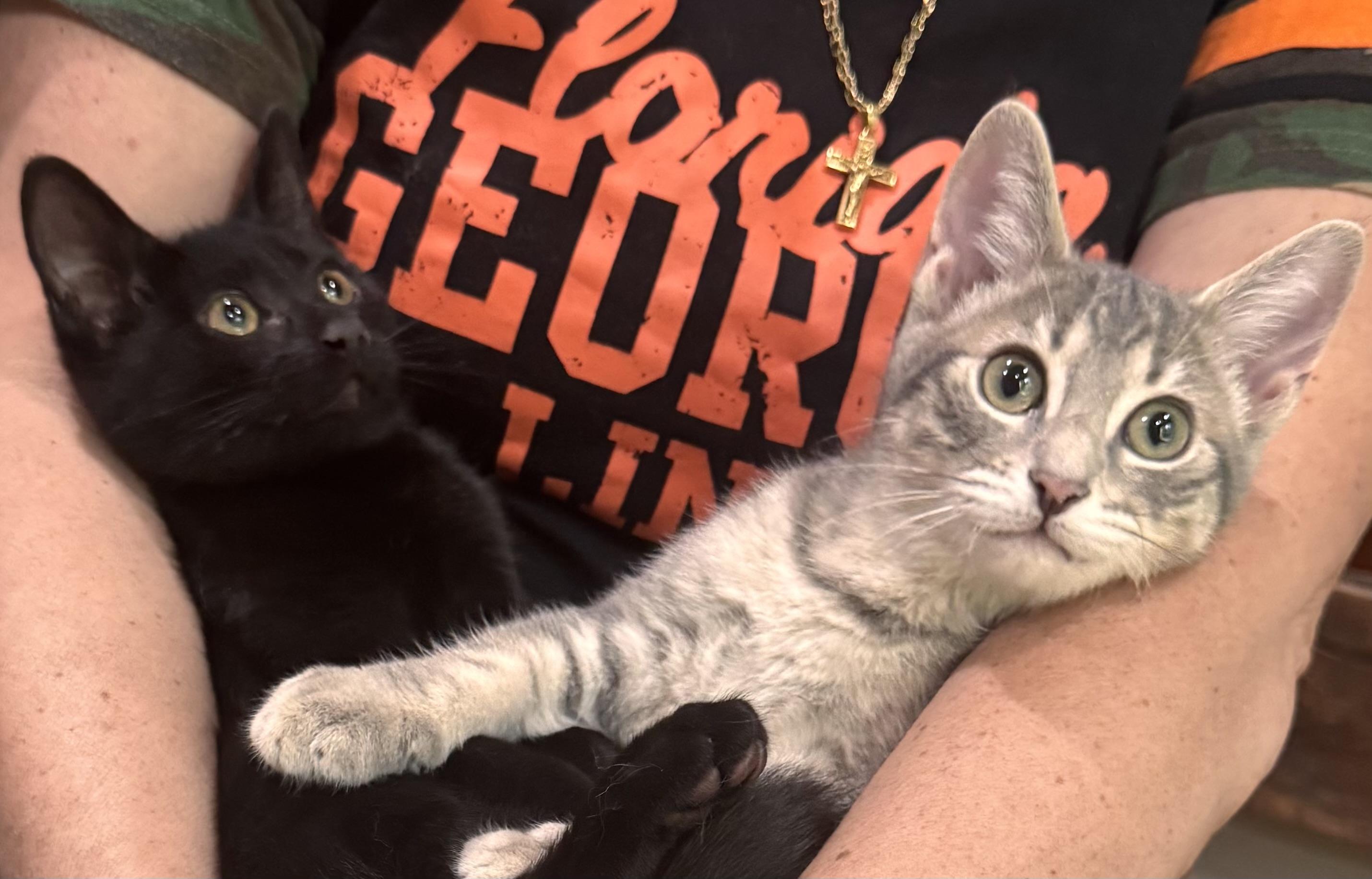 Sebastian and Brando, an adopted Domestic Short Hair in Renton, WA image 2/5