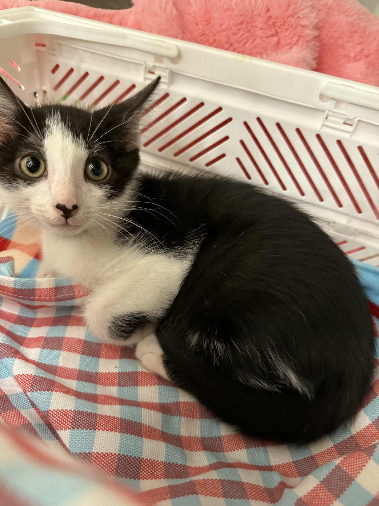 Hawk, Baby Male Domestic Short Hair