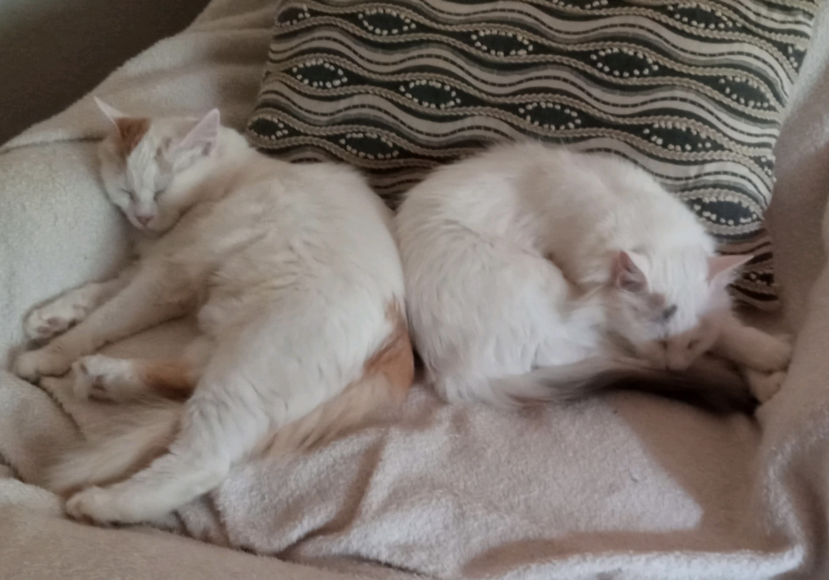 Lina, Adopted, Adult Female Turkish Van.