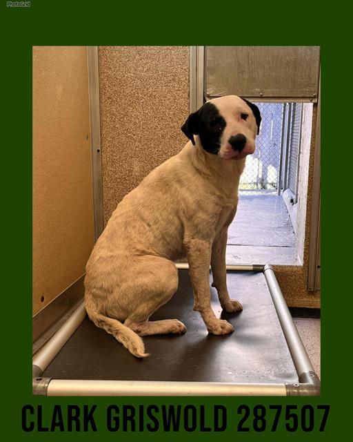 Enlarge CLARK GRISWOLD, a Adoptable Mixed Breed in Macon, GA image 1/1