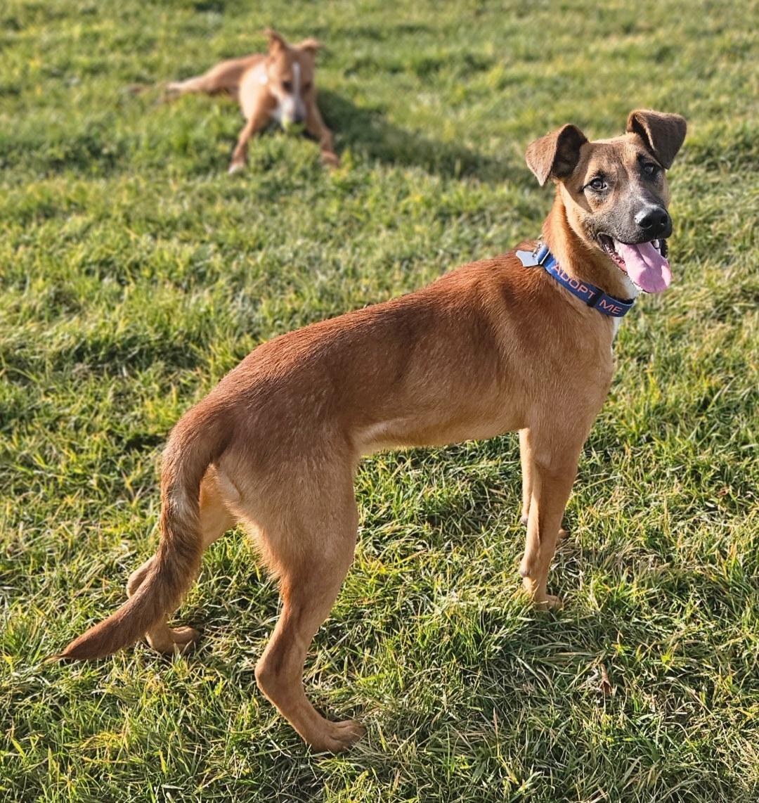Enlarge Duke, a Adoptable mixed breed in Salt Lake City, UT image 1/3