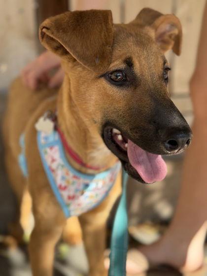 Enlarge Duke, a Adoptable mixed breed in Salt Lake City, UT image 3/3