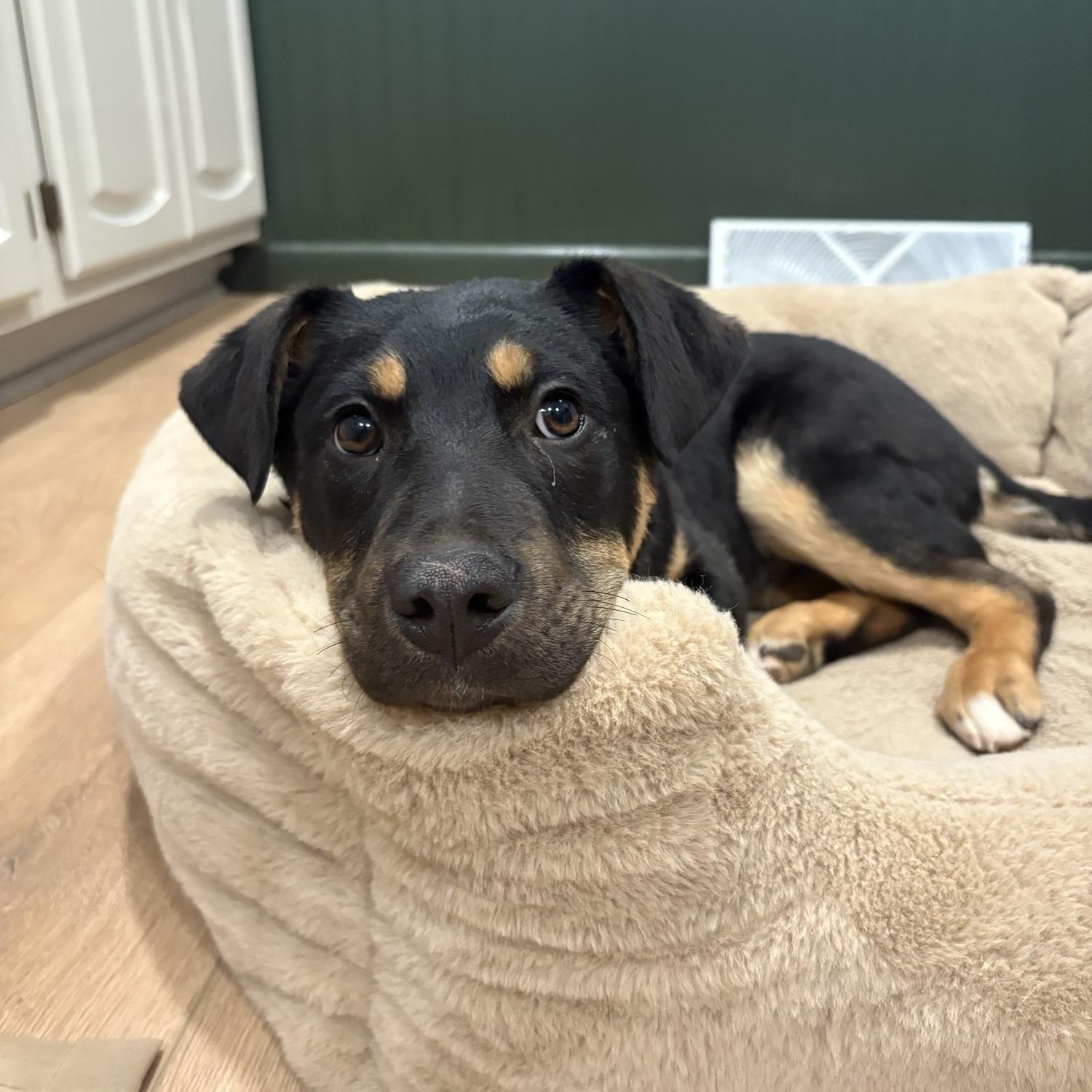 Farley — thumbnail 3