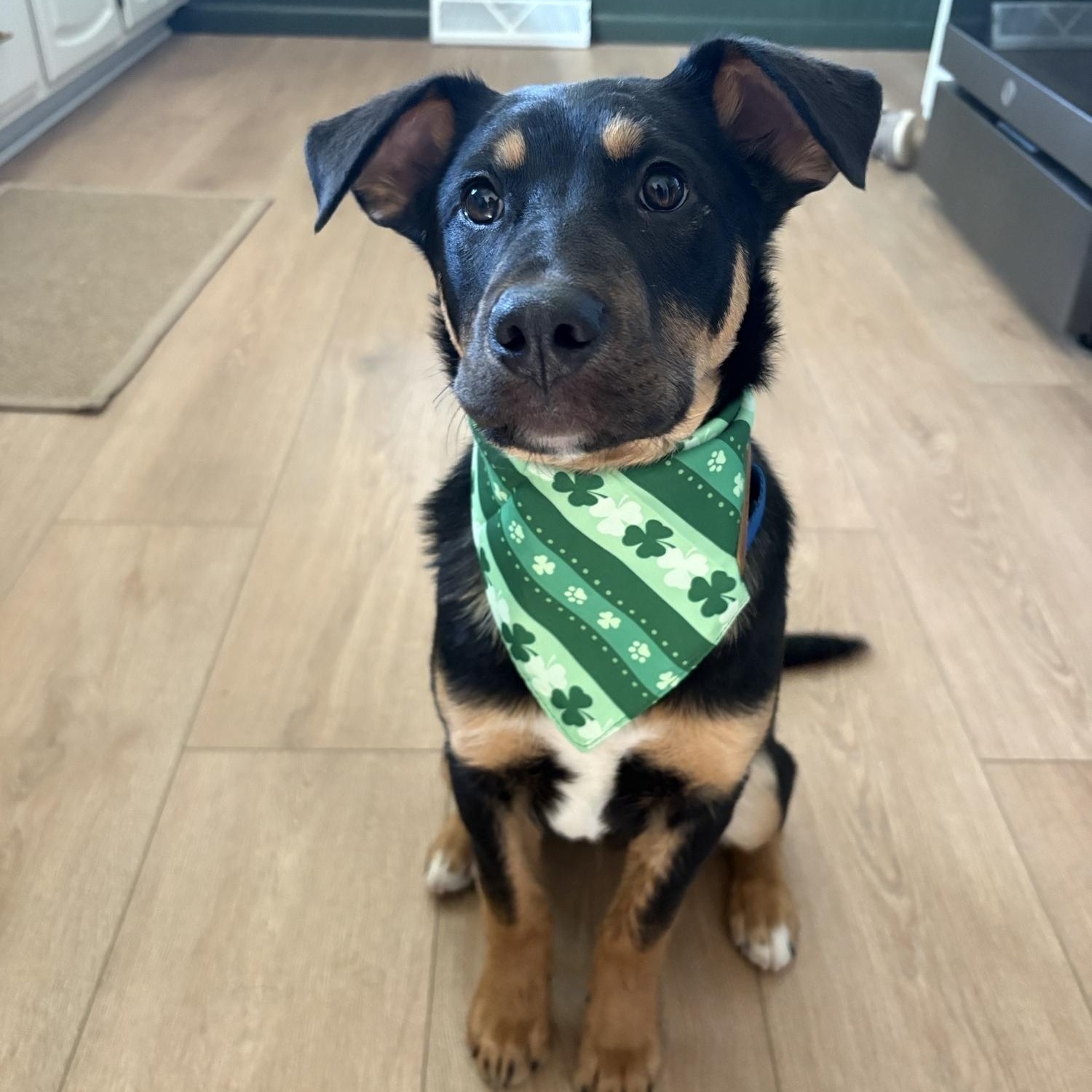 Farley — thumbnail 5