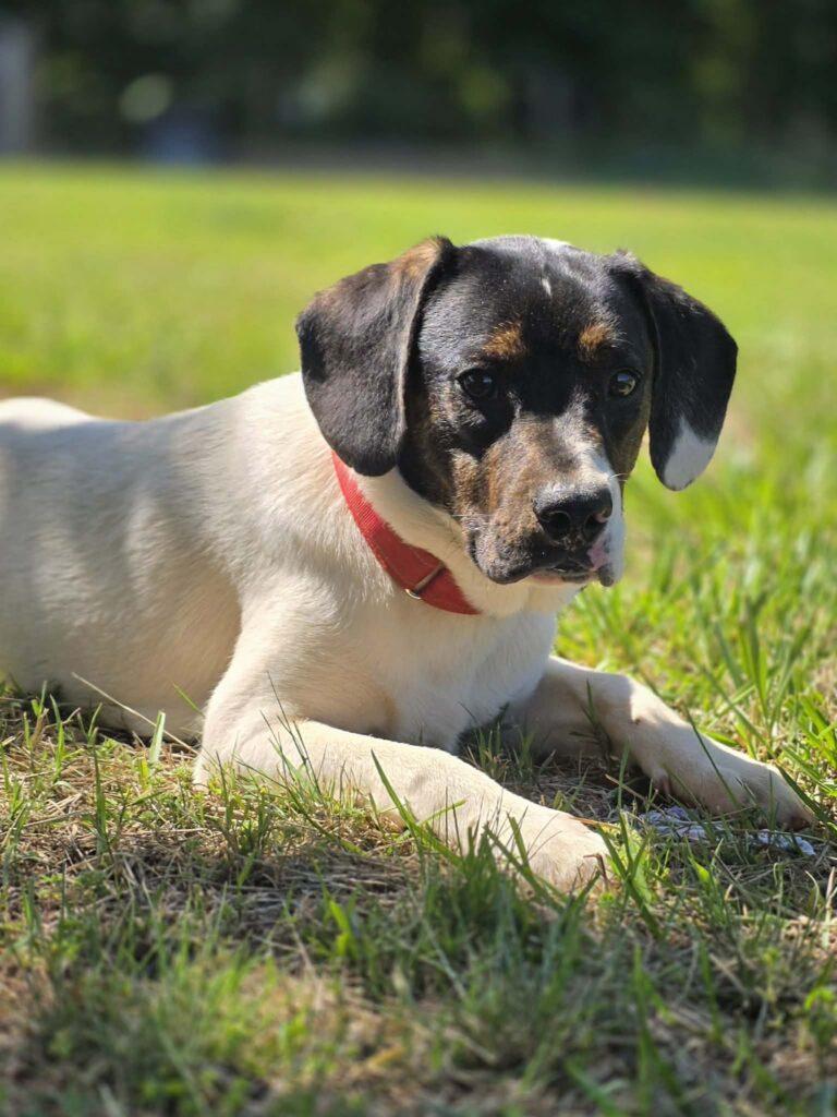 Waylon, a ADOPTABLE mixed breed in Red Hook, NY image 3/4