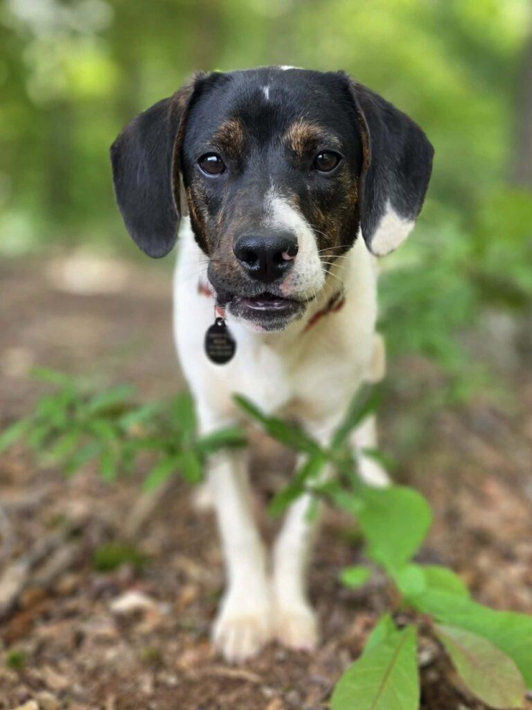 Waylon, a ADOPTABLE mixed breed in Red Hook, NY image 2/4