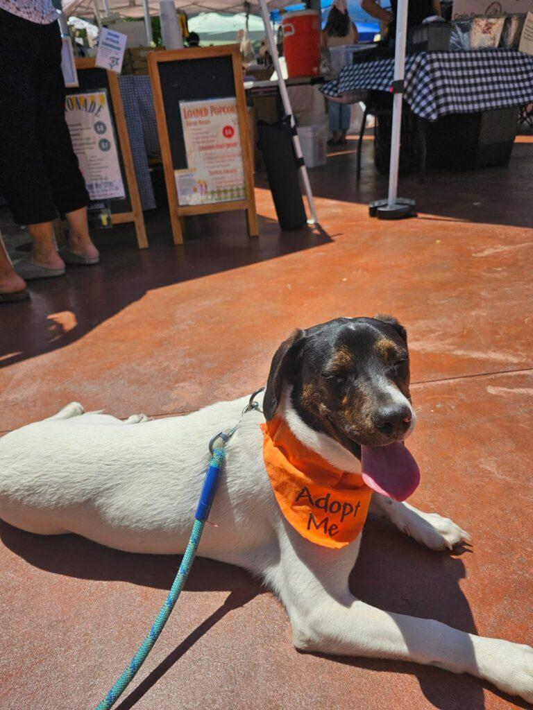 Waylon, a ADOPTABLE mixed breed in Red Hook, NY image 4/4
