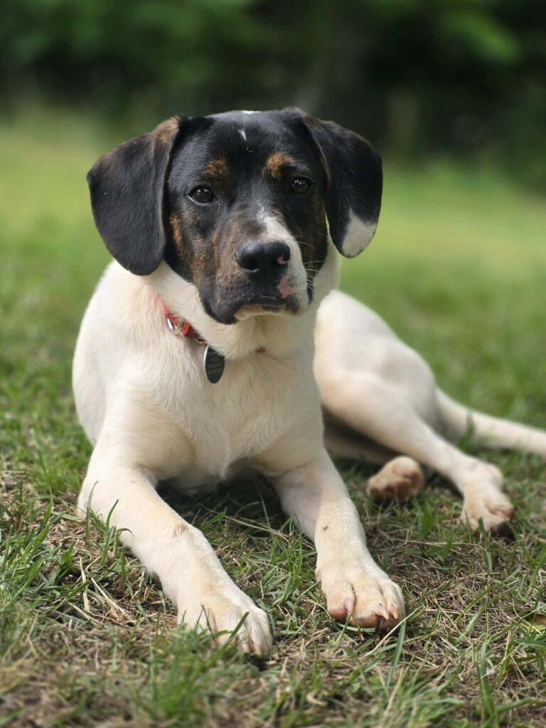 Waylon, ADOPTABLE, Young Male Hound.