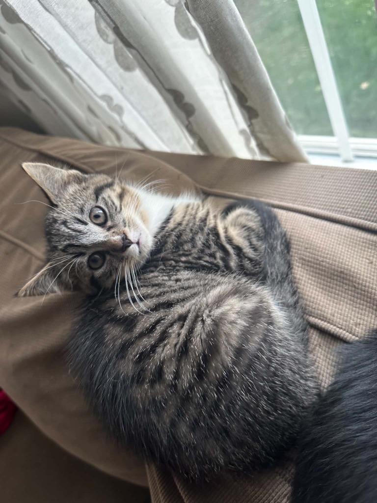 Enlarge Cinna, a Adopted Domestic Short Hair in Gorham, ME image 1/1