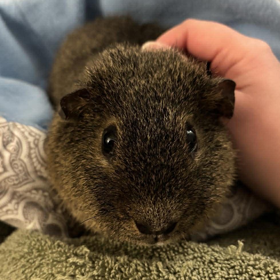 Enlarge Jack, a Adoptable Short-Haired in Rochester, NY image 4/6