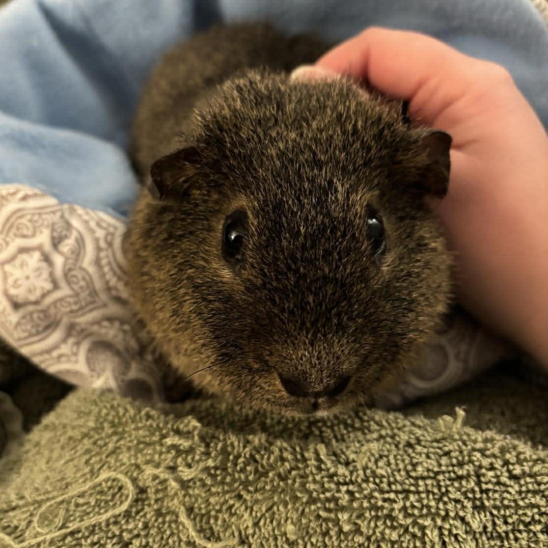 Enlarge Jack, a Adoptable Short-Haired in Rochester, NY image 1/6