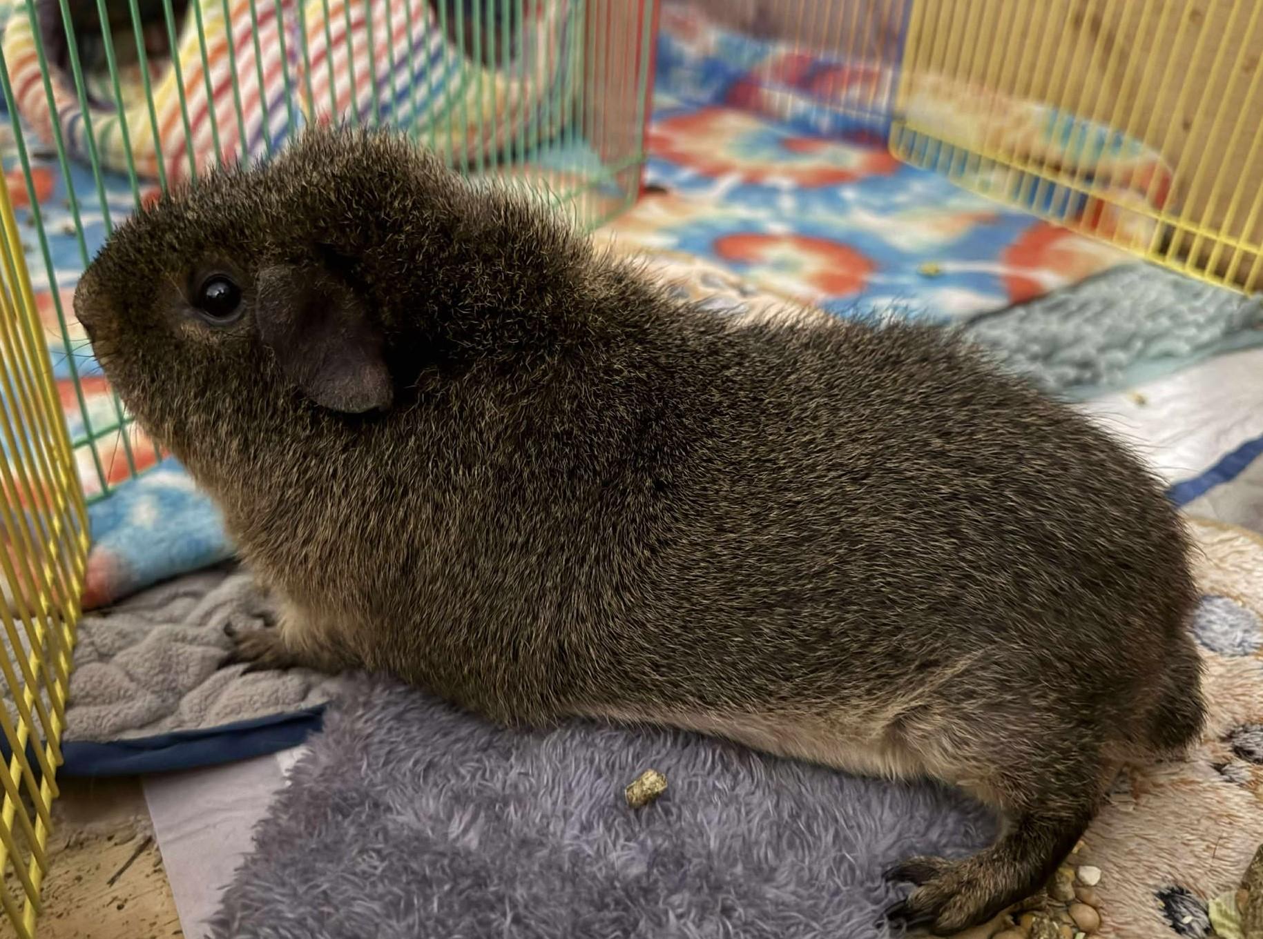 Enlarge Jack, a Adoptable Short-Haired in Rochester, NY image 2/5