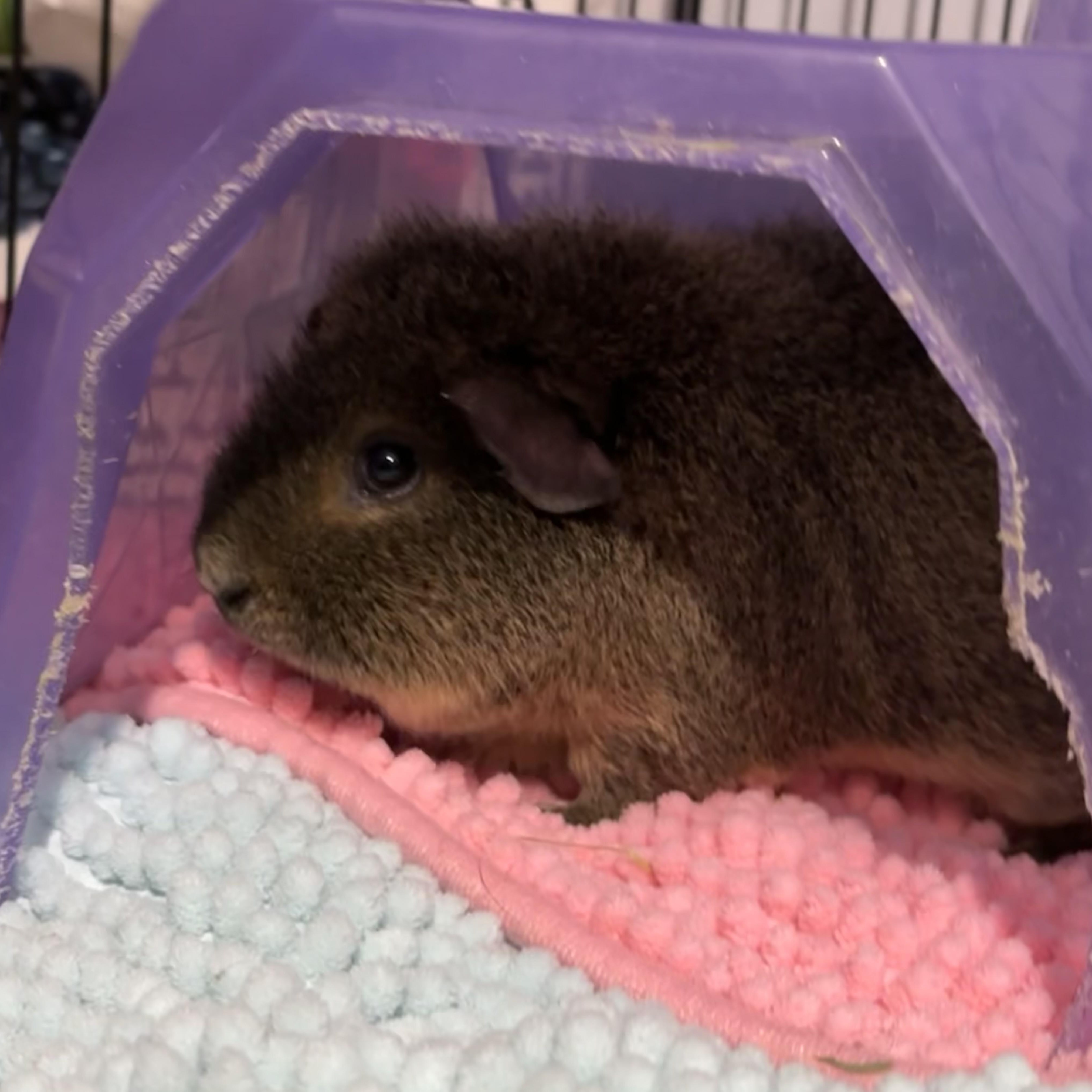 Enlarge Jack, a Adoptable Short-Haired in Rochester, NY image 5/6