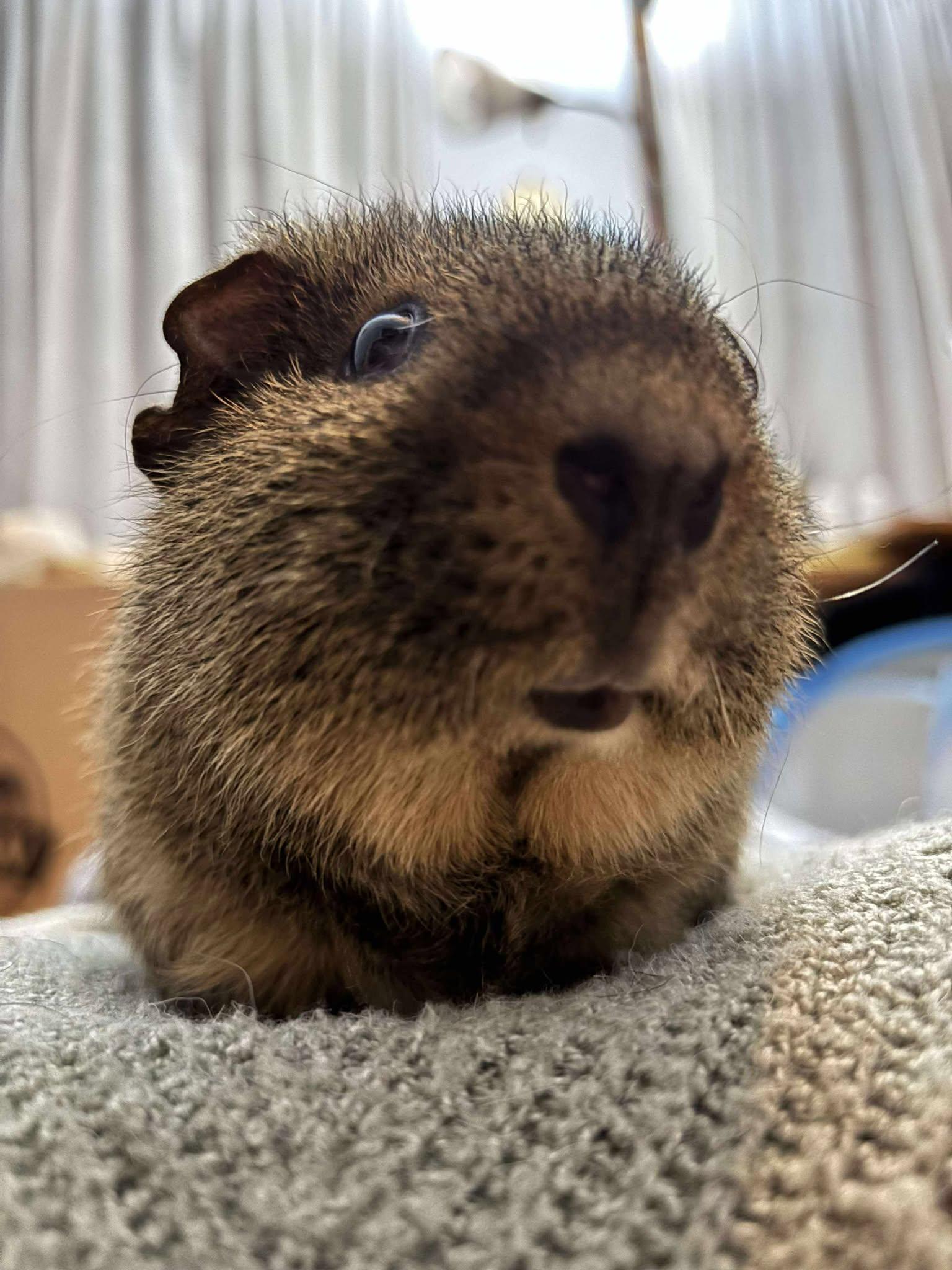 Enlarge Jack, a Adoptable Short-Haired in Rochester, NY image 1/5