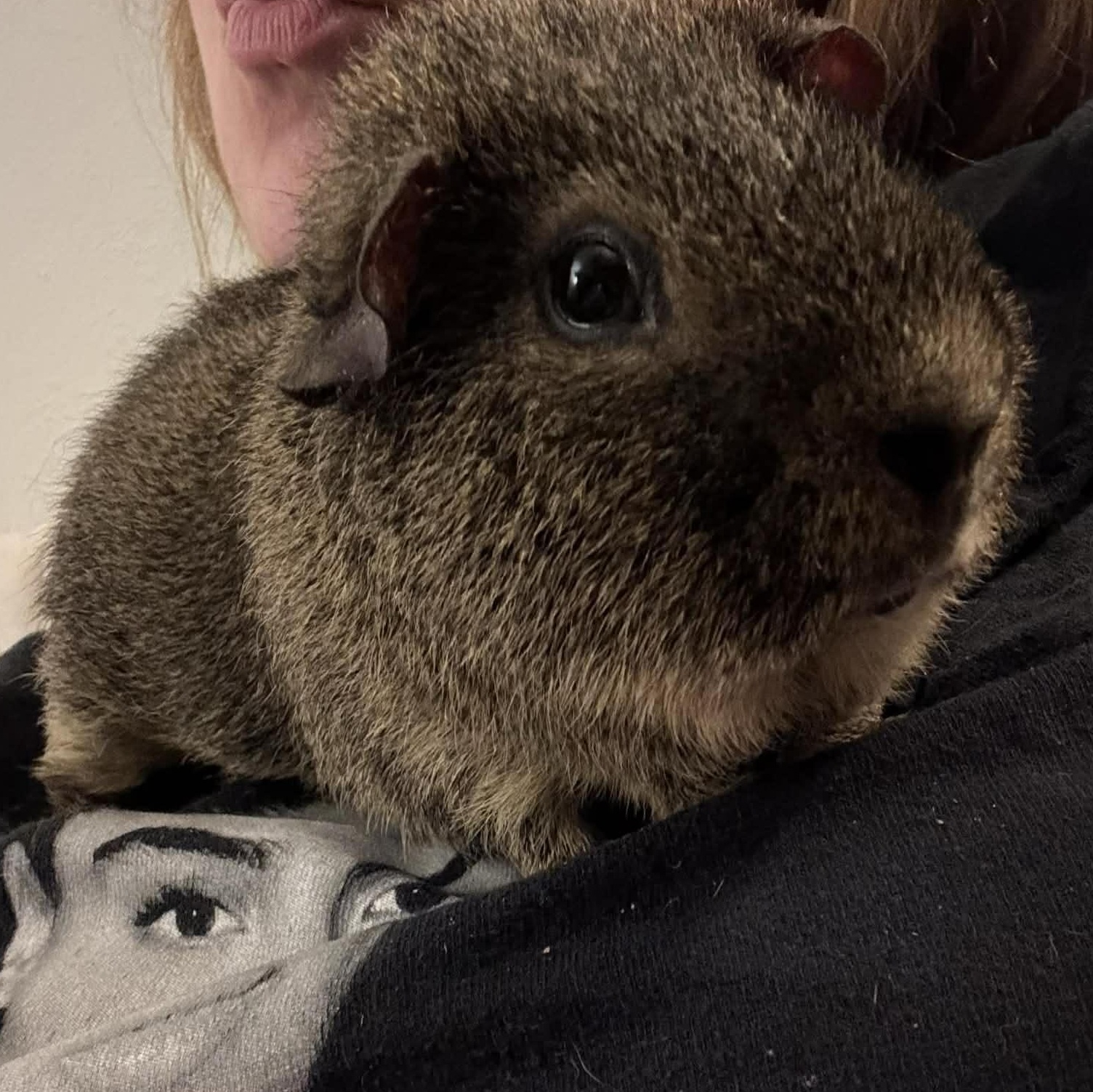 Enlarge Jack, a Adoptable Short-Haired in Rochester, NY image 6/6