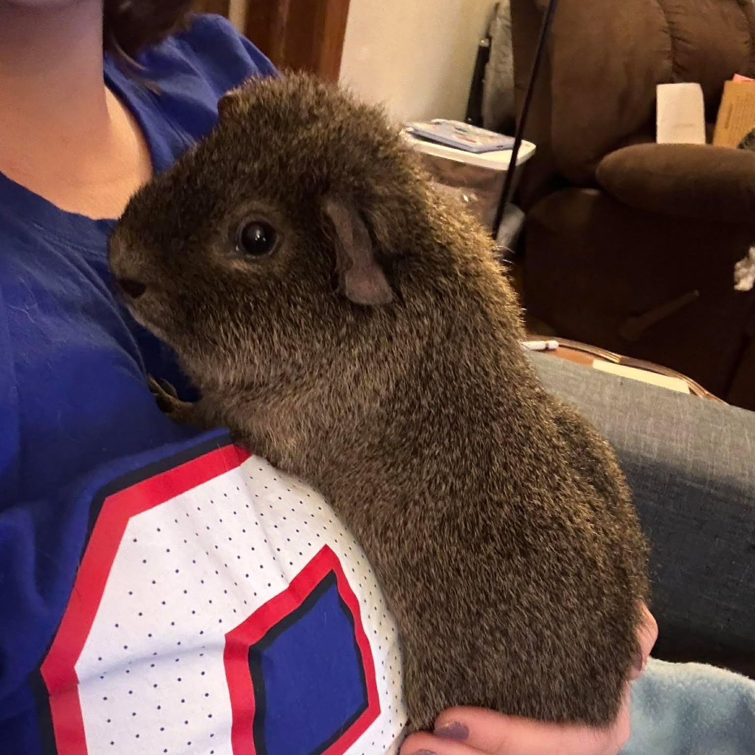 Enlarge Jack, a Adoptable Short-Haired in Rochester, NY image 1/6