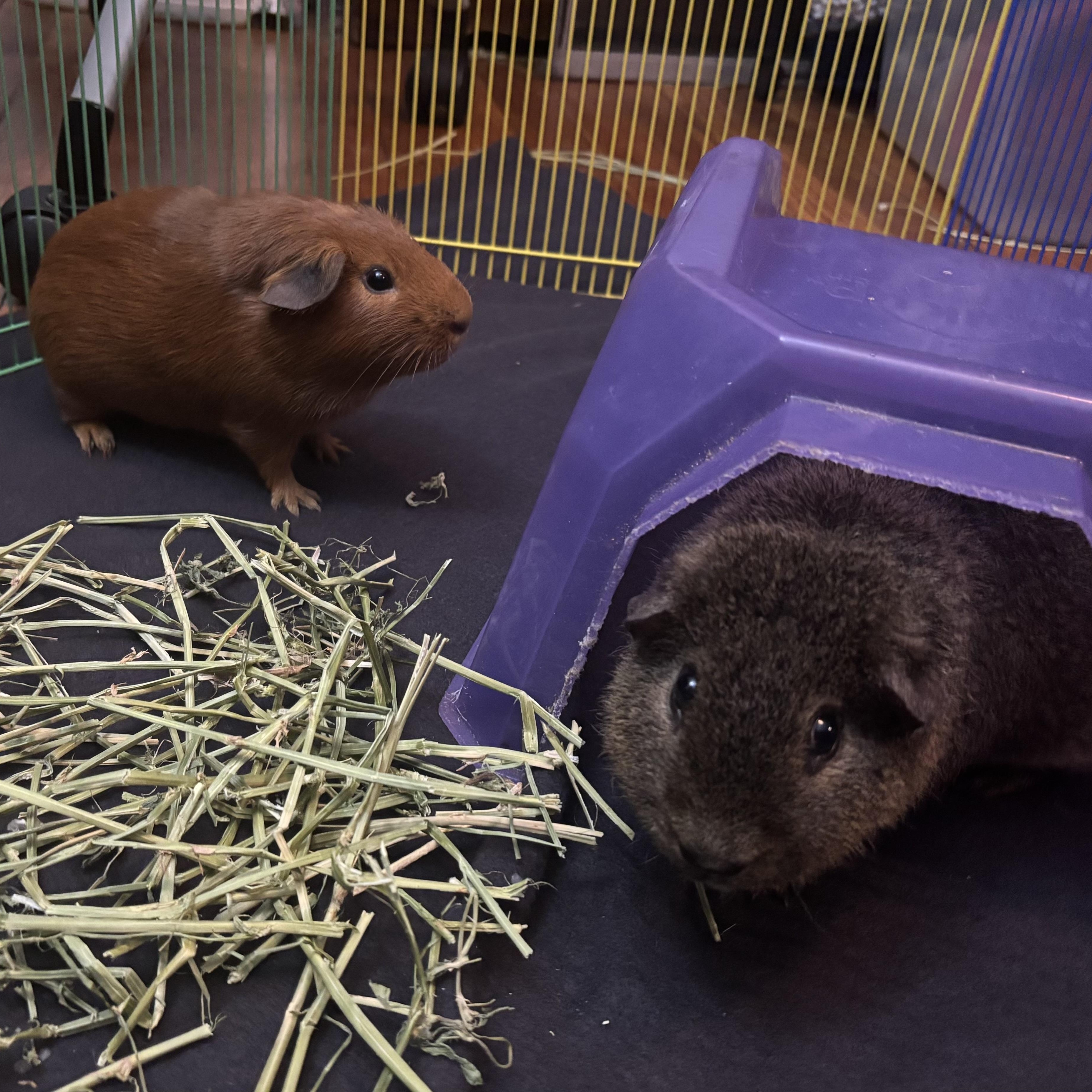 Jack & Rusty, a Adoptable Guinea Pig in Rochester, NY image 4/6