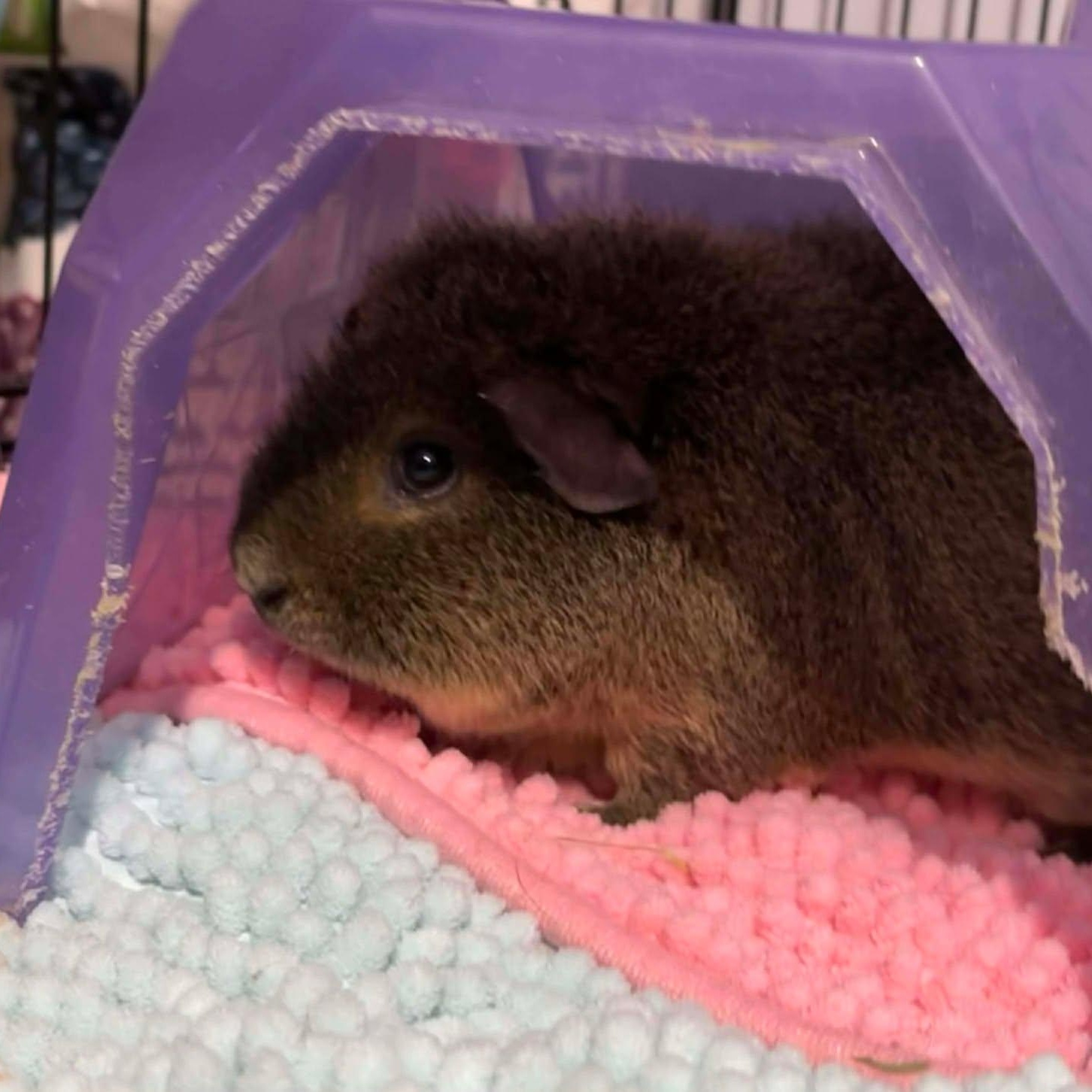 Jack, a Adoptable Short-Haired in Rochester, NY image 3/5