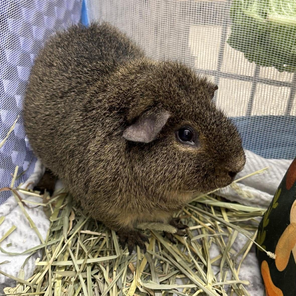 Enlarge Jack, a Adoptable Short-Haired in Rochester, NY image 5/6