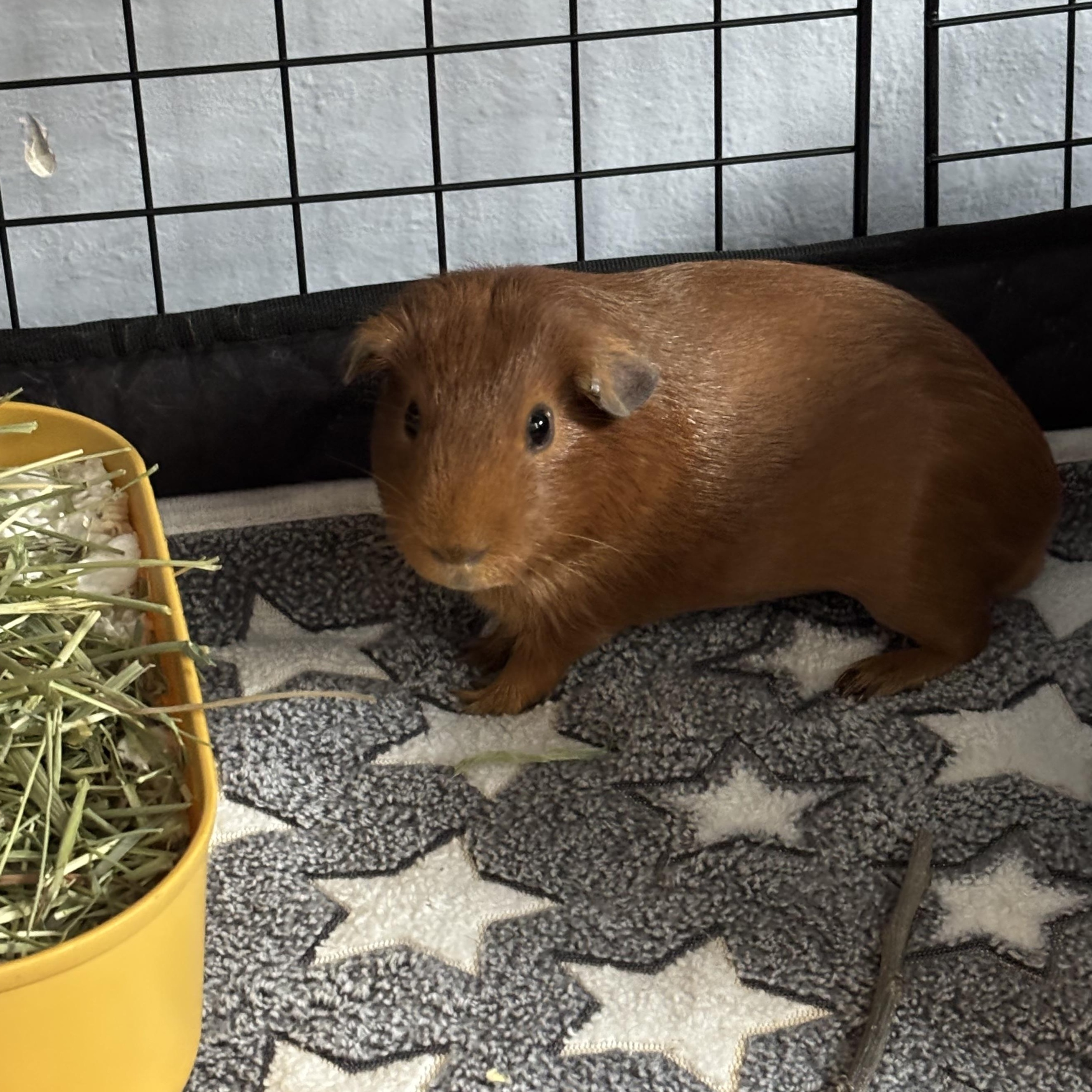 Jack & Rusty, a Adoptable Guinea Pig in Rochester, NY image 5/6