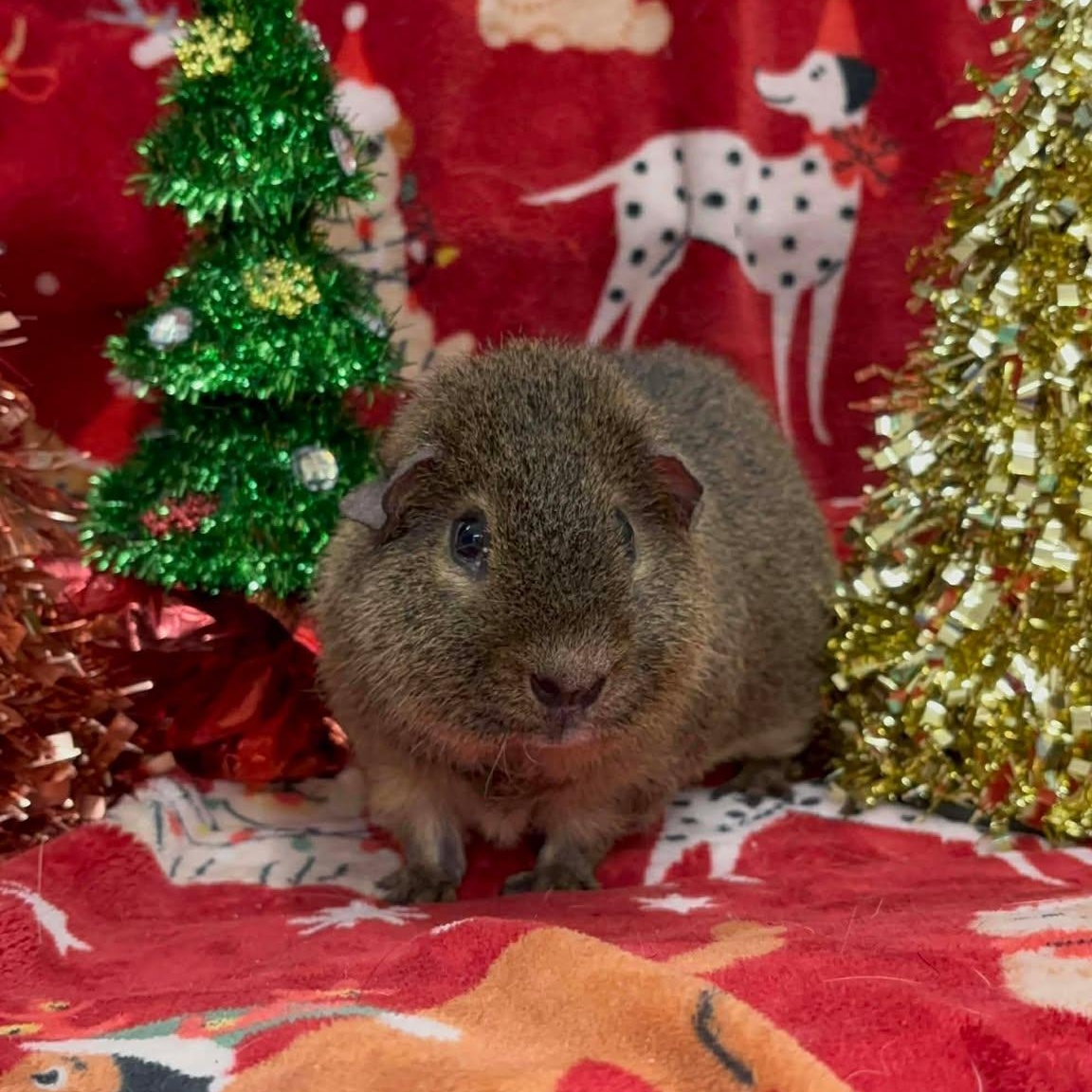 Jack, Adoptable, Young Male Short-Haired.