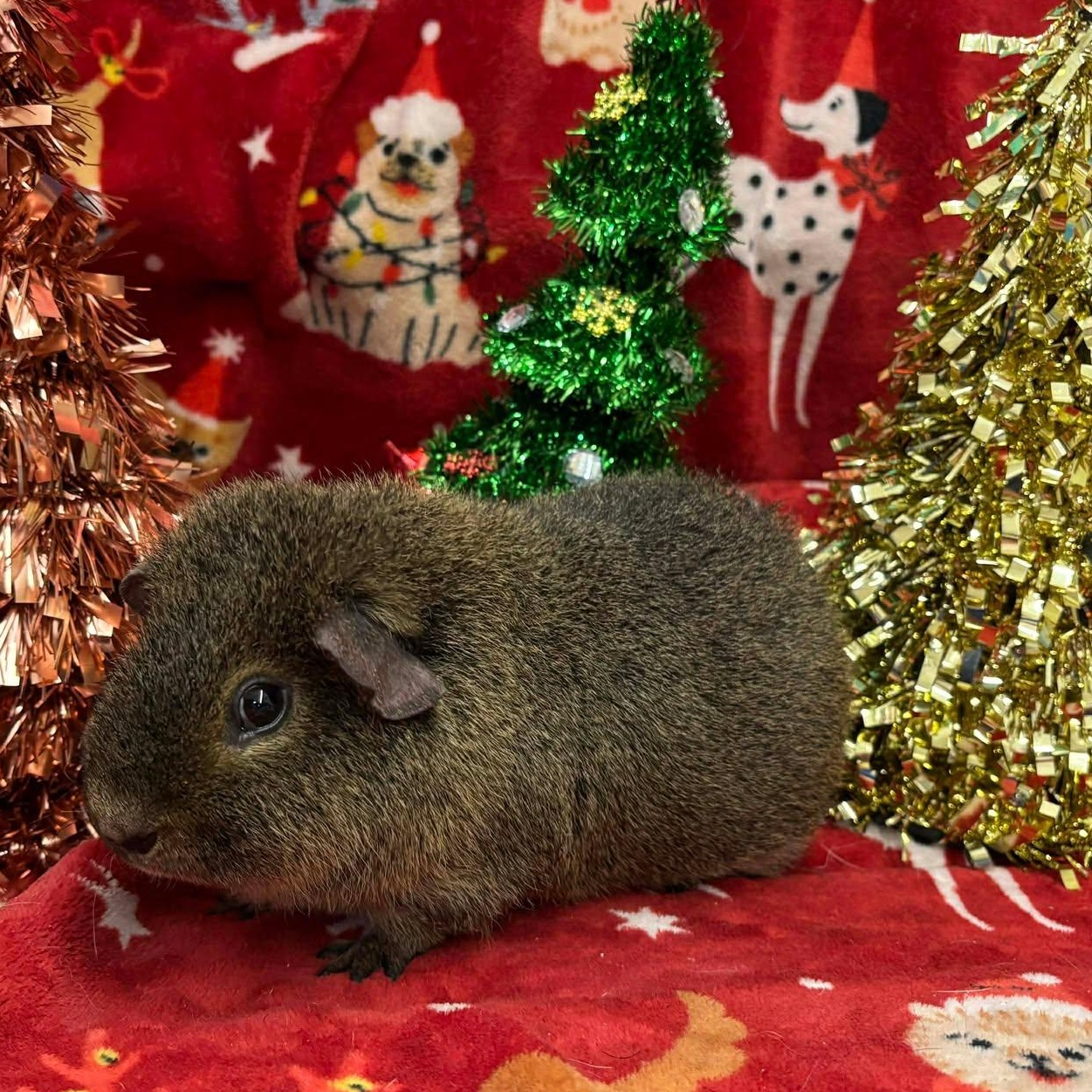 Jack, a Adoptable Short-Haired in Rochester, NY image 2/5