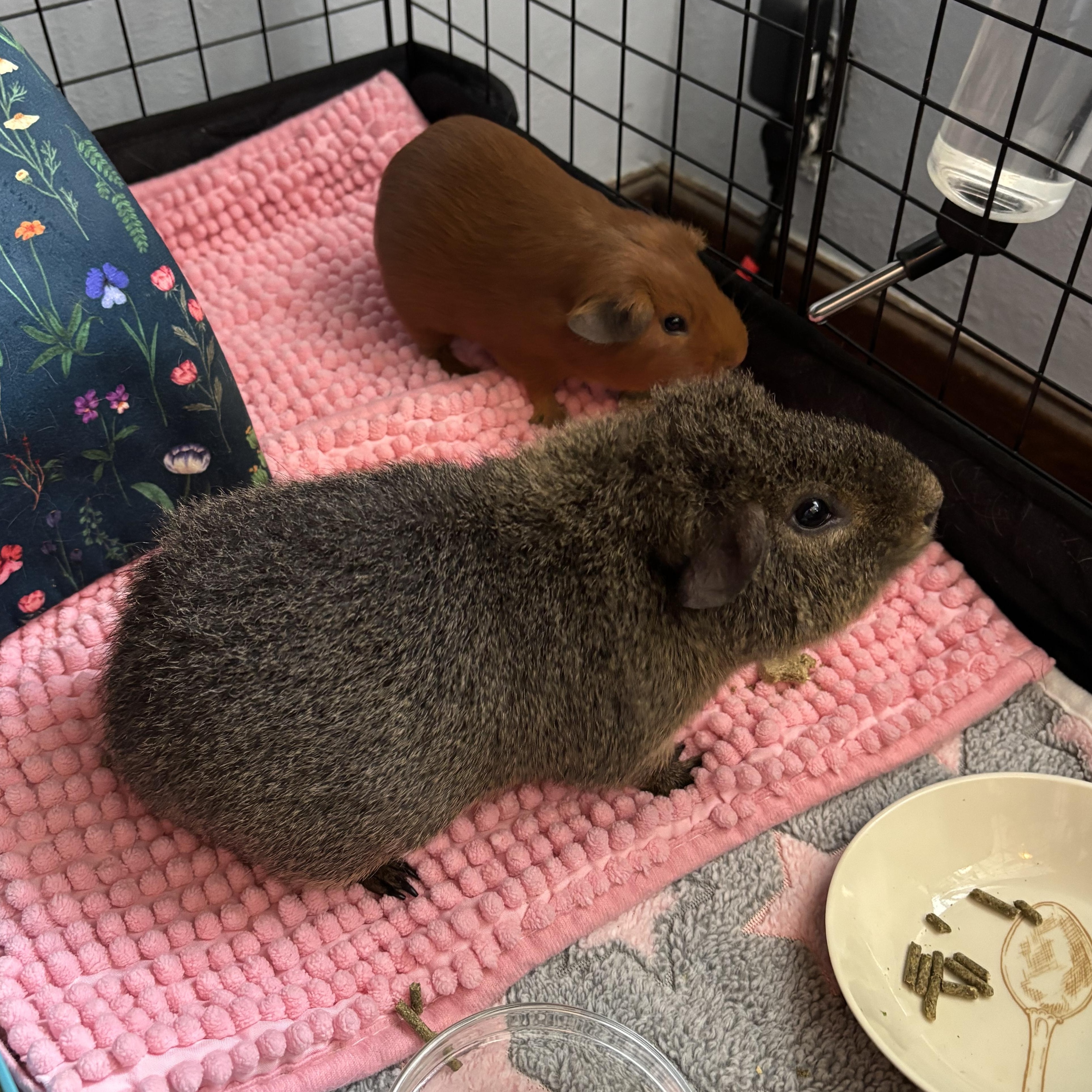 Jack & Rusty, Adoptable, Young Male Guinea Pig.