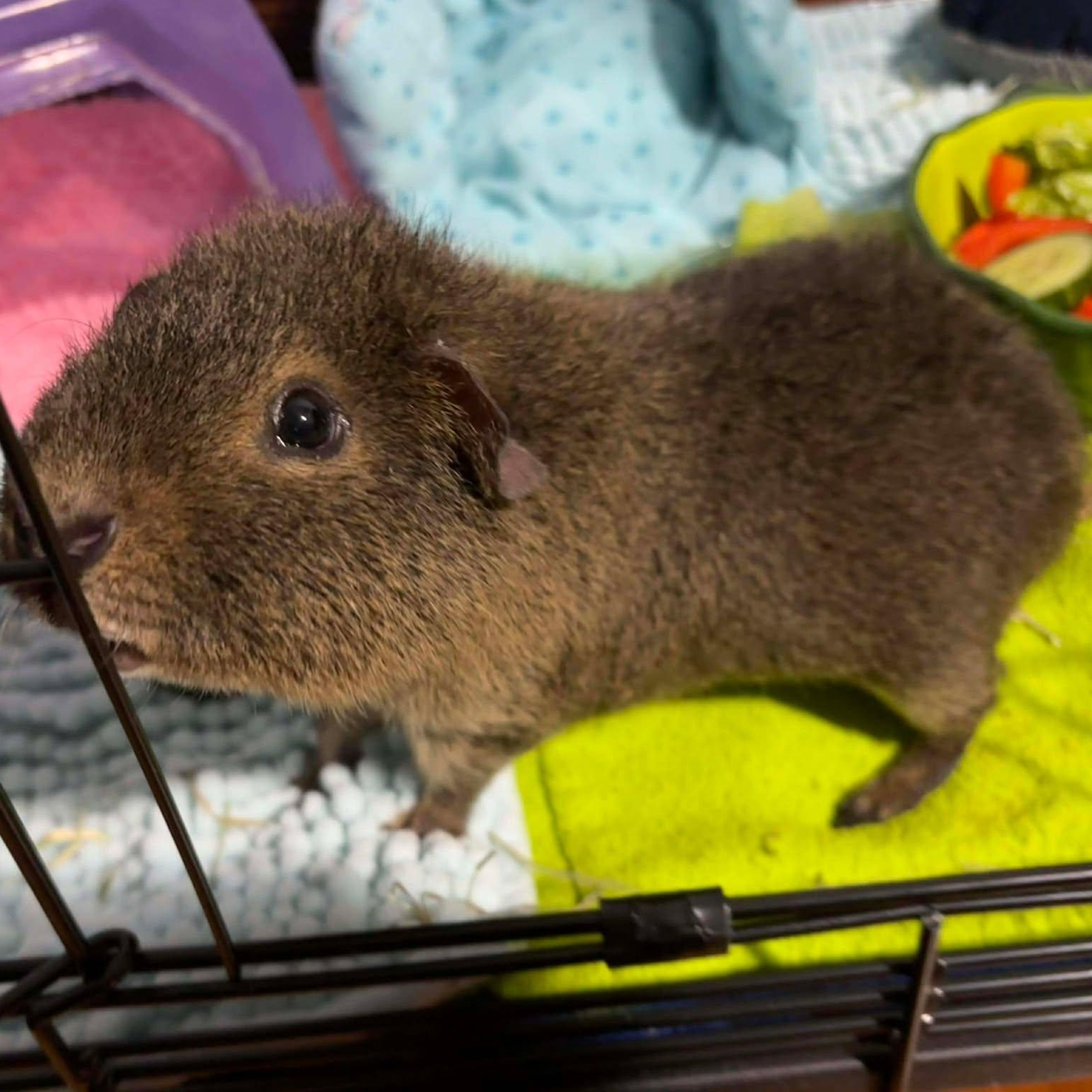 Jack, a Adoptable Short-Haired in Rochester, NY image 4/5