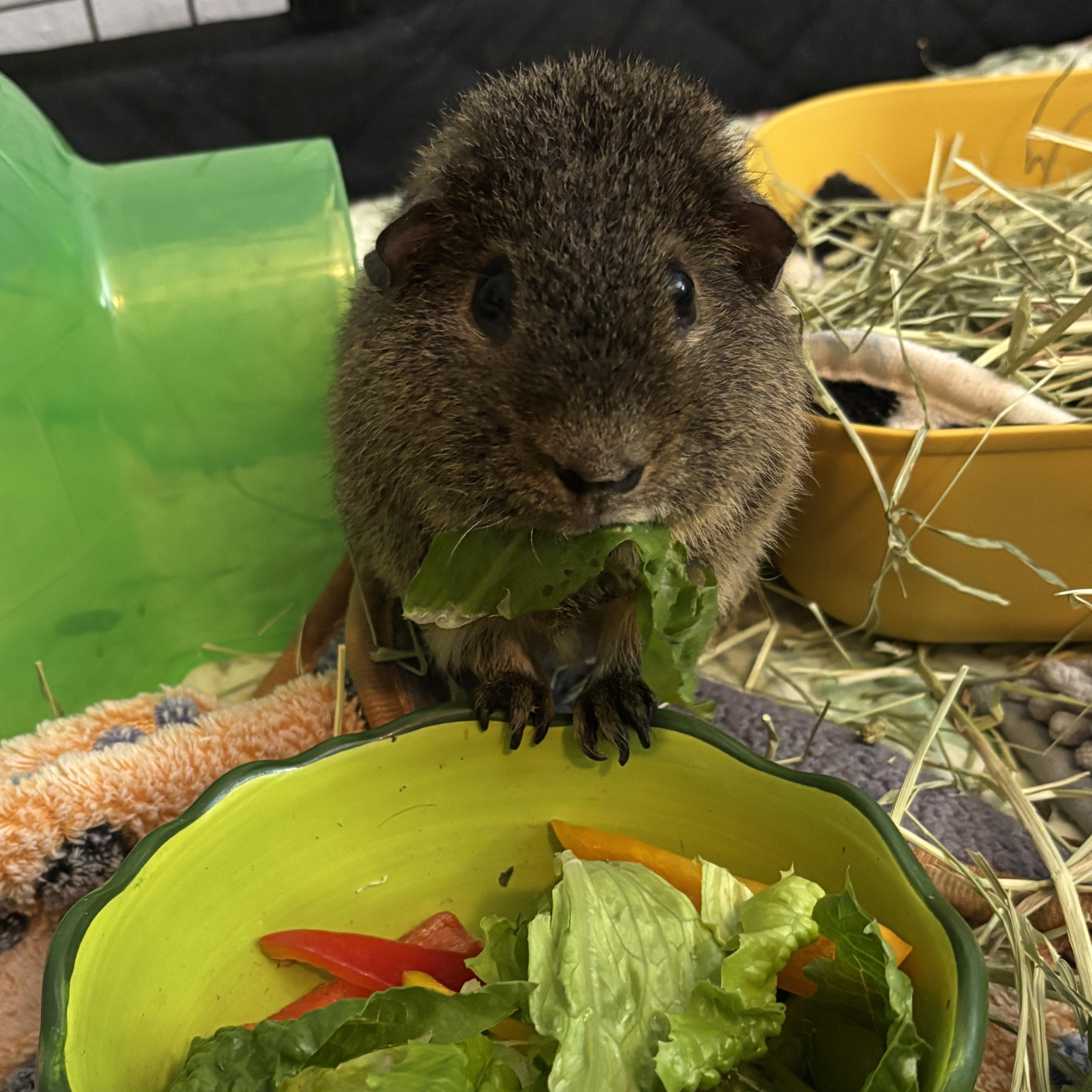 Enlarge Jack, a Adoptable Short-Haired in Rochester, NY image 3/6