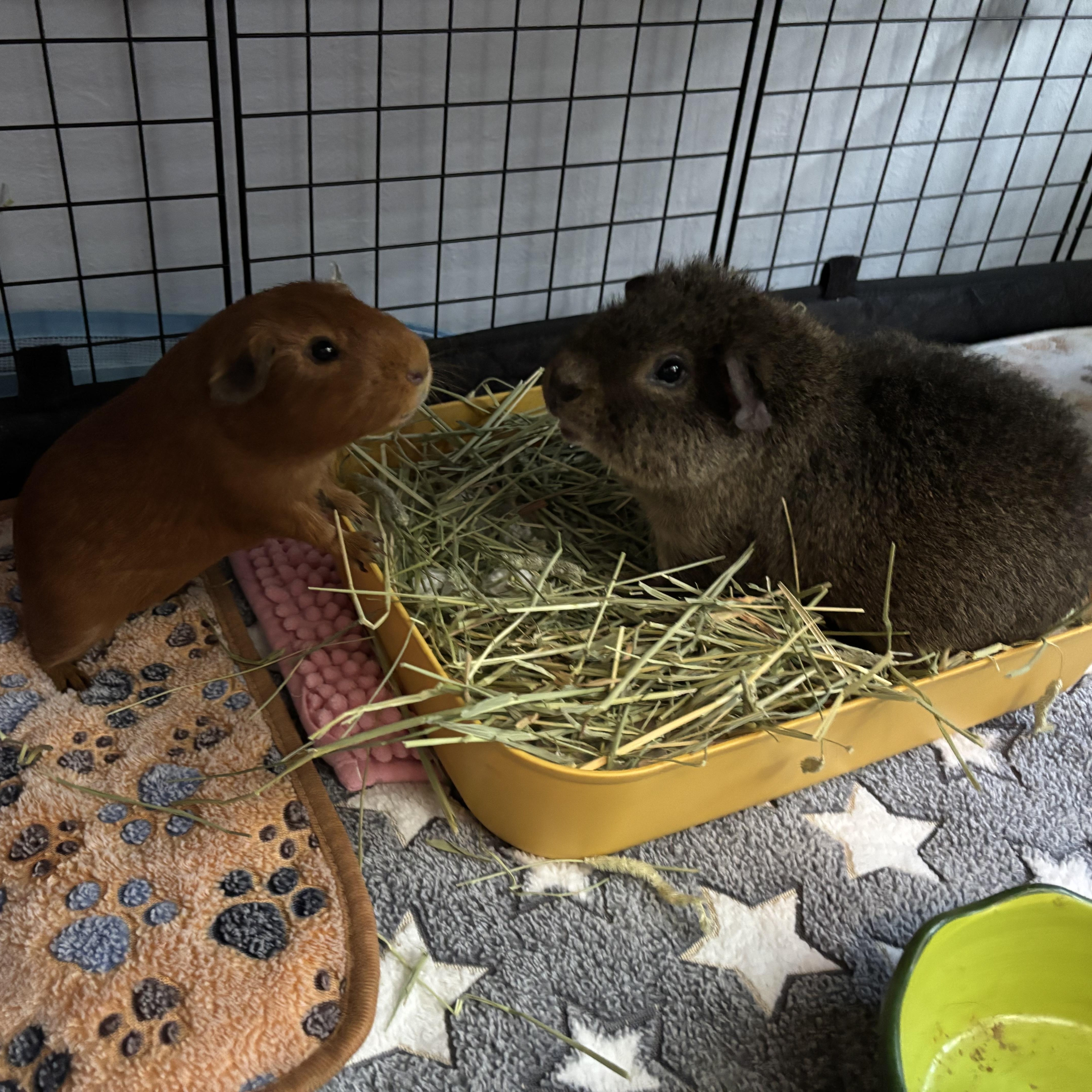 Jack & Rusty, a Adoptable Guinea Pig in Rochester, NY image 3/6