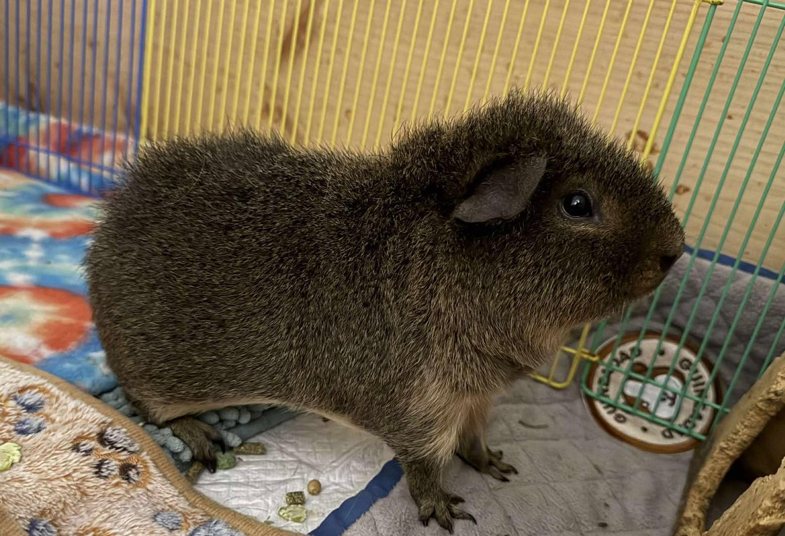 Enlarge Jack, a Adoptable Short-Haired in Rochester, NY image 4/5