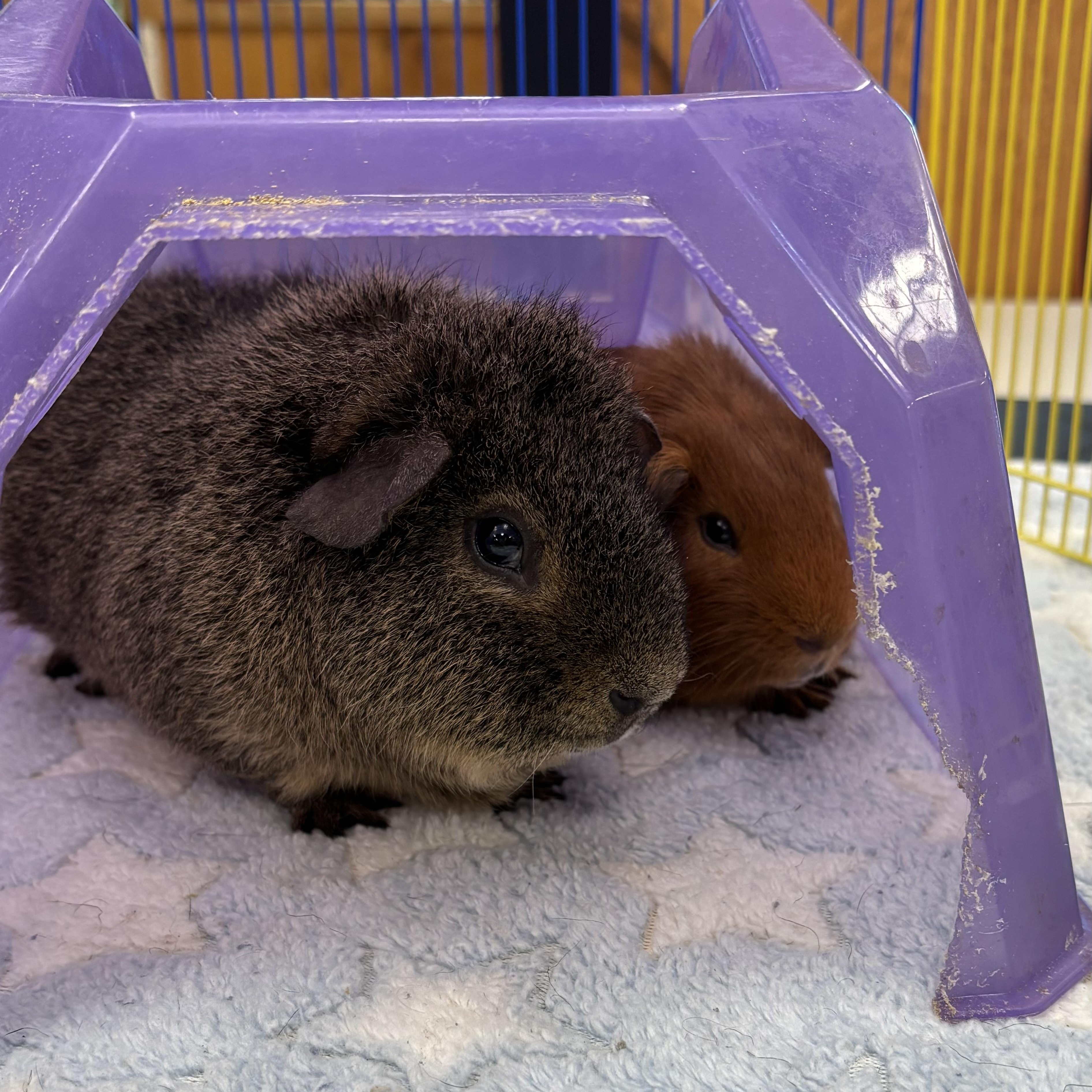Jack & Rusty, Adoptable, Young Male Guinea Pig.