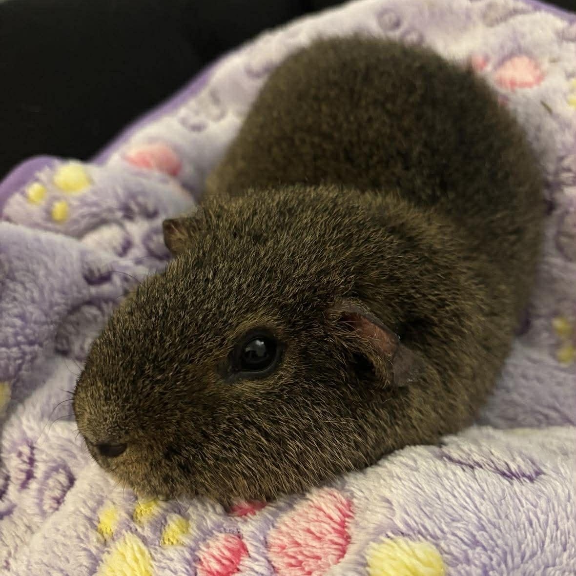 Enlarge Jack, a Adoptable Short-Haired in Rochester, NY image 3/6